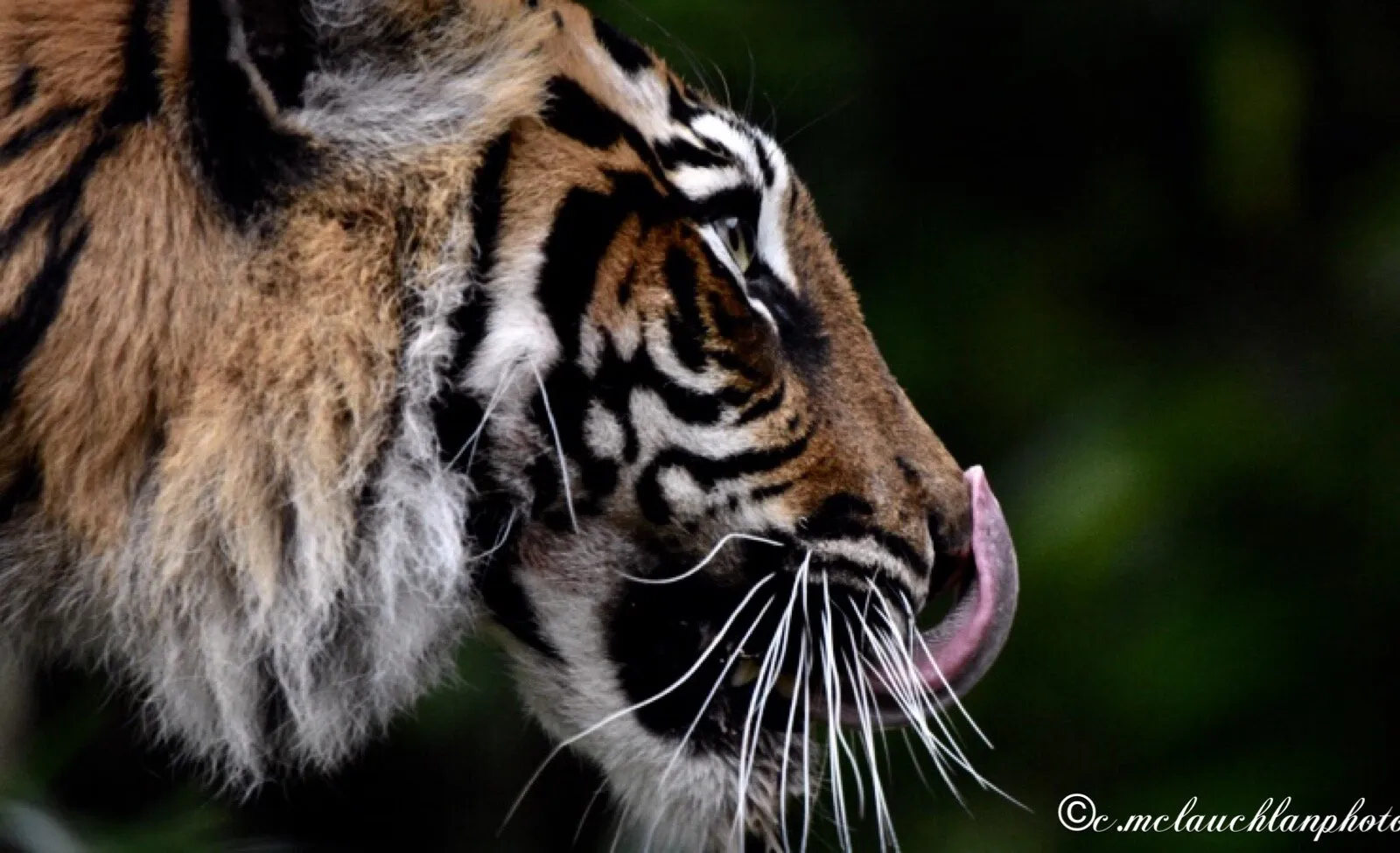 London zoo today