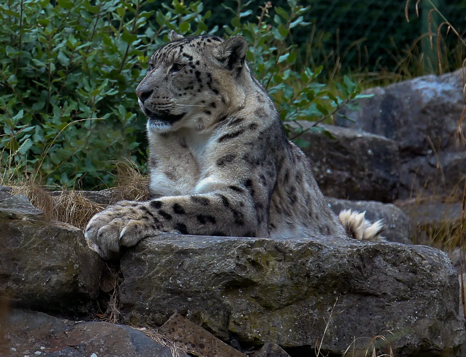 Snow leopard