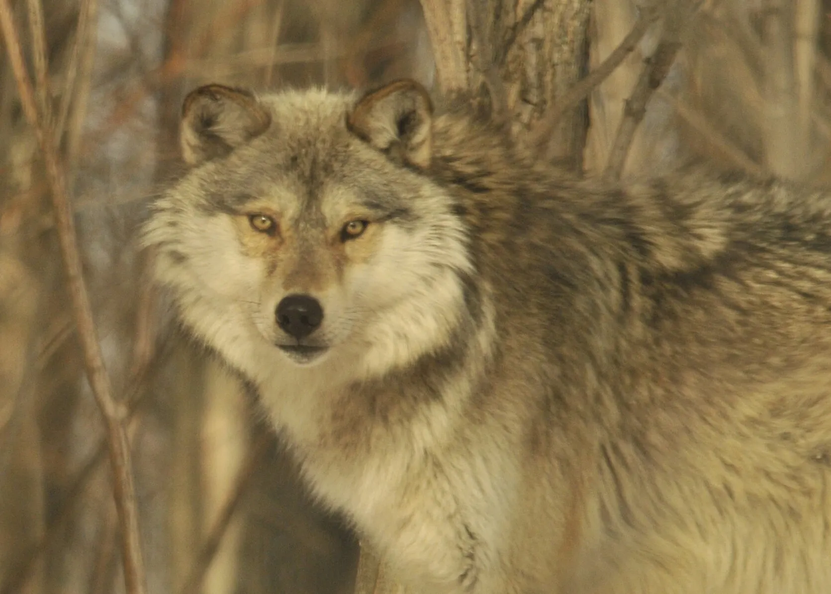 Timber Wolf