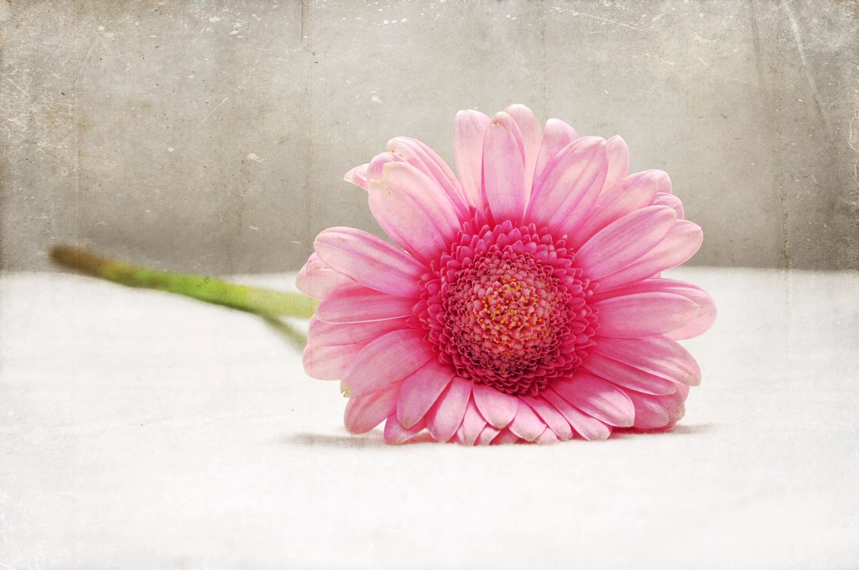 Softness in Pink