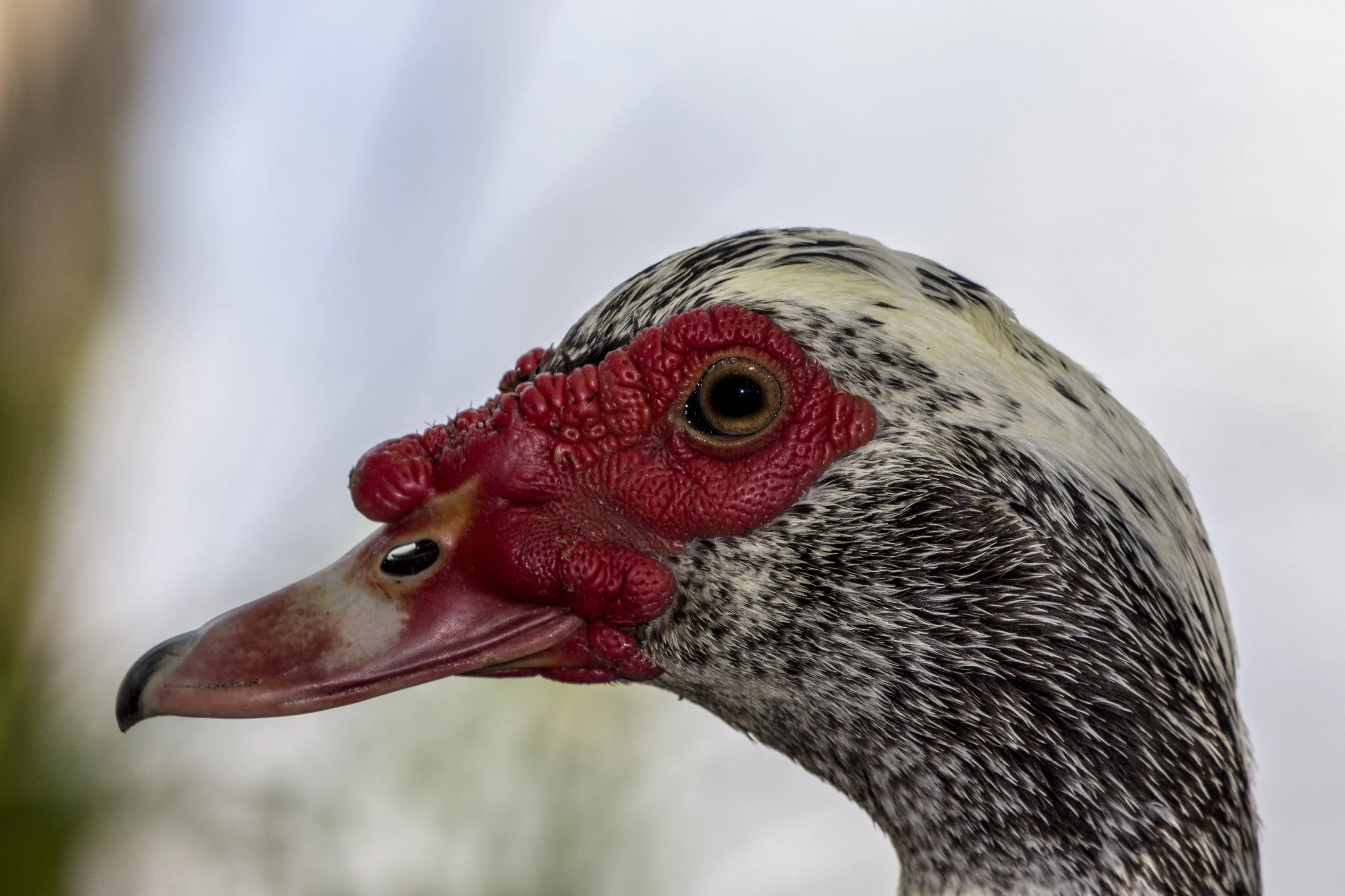 Duck Eye