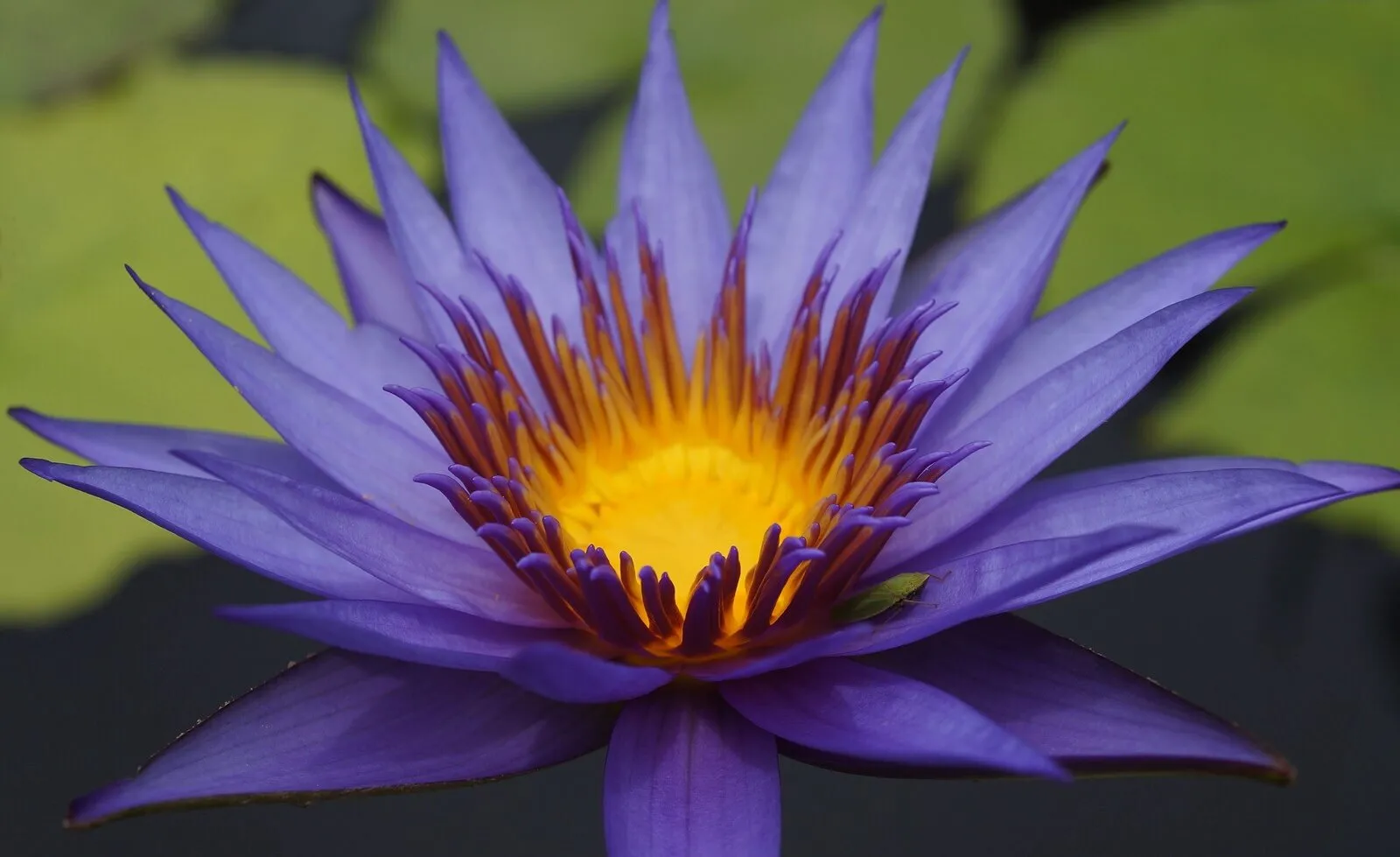 Water lily