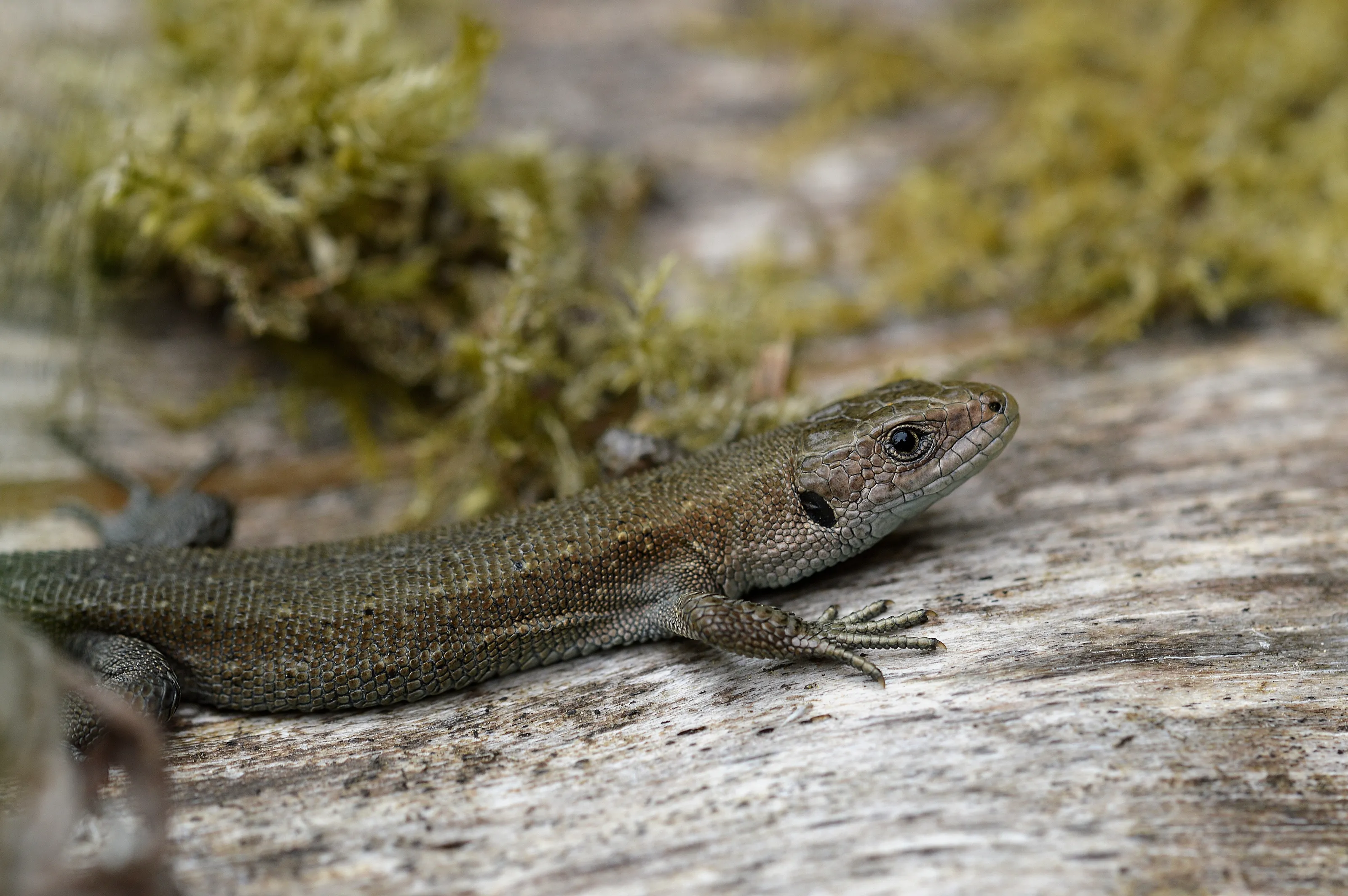 A macro photo of a  Lizard
