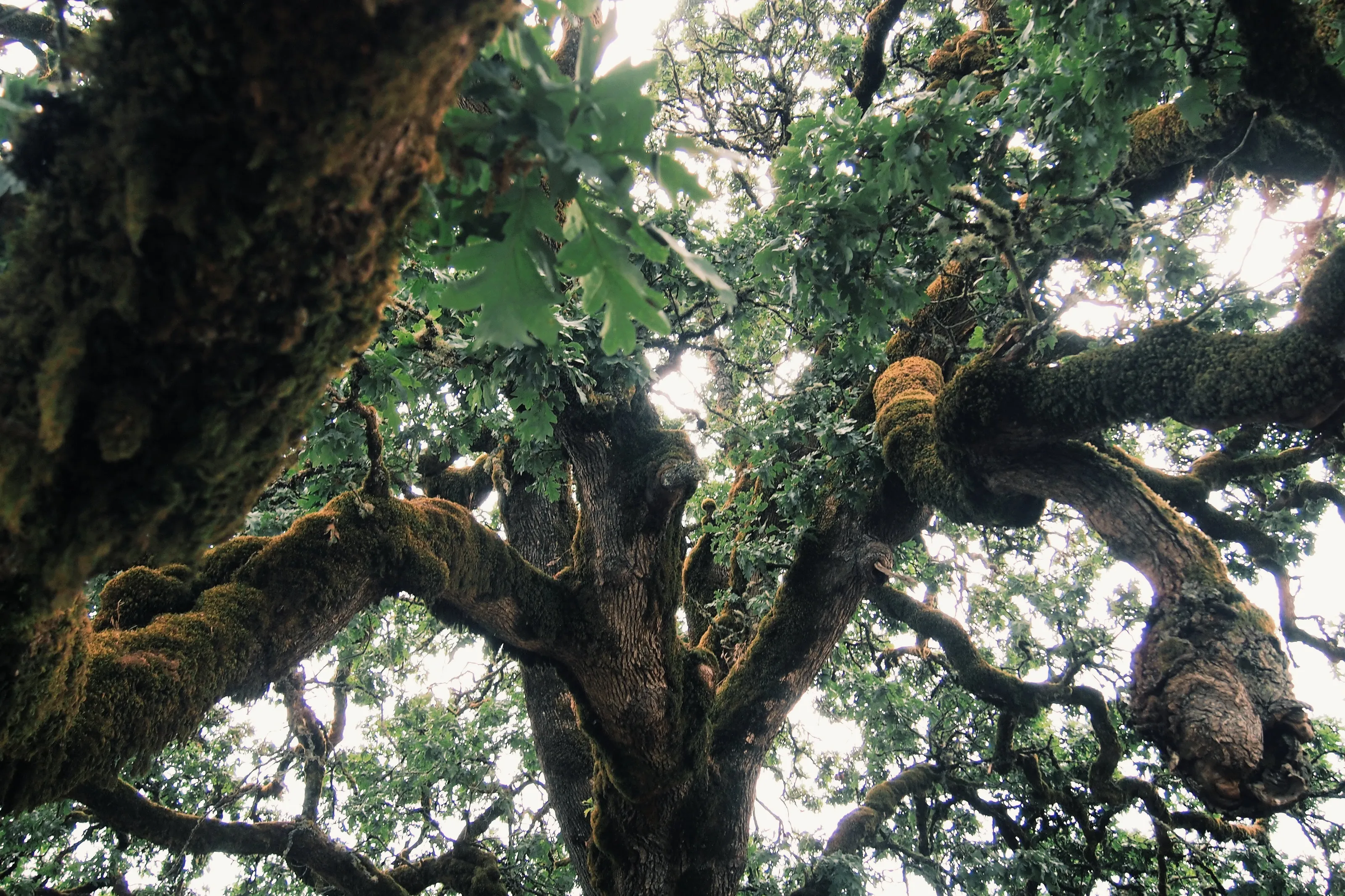 ancient roots