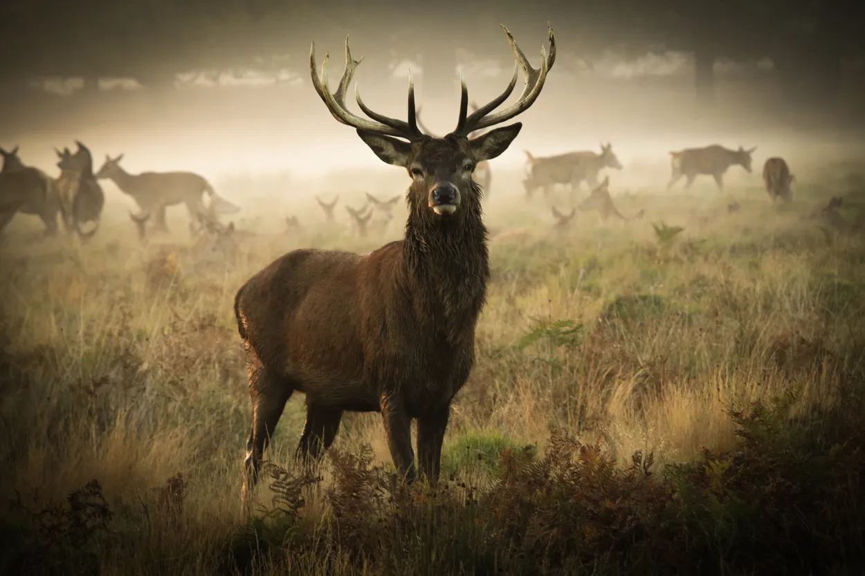 Alert stag