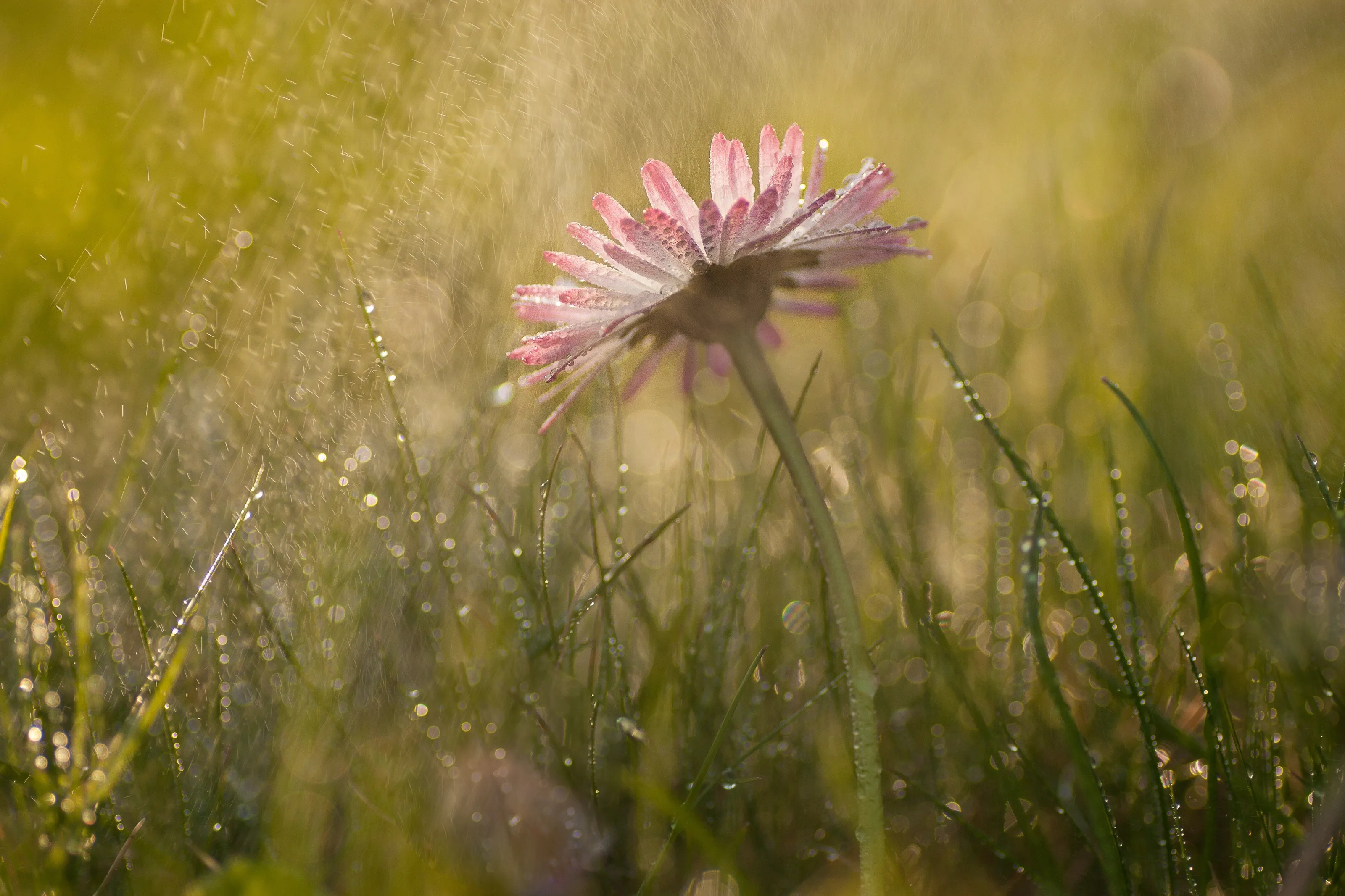 Daisy in the rain