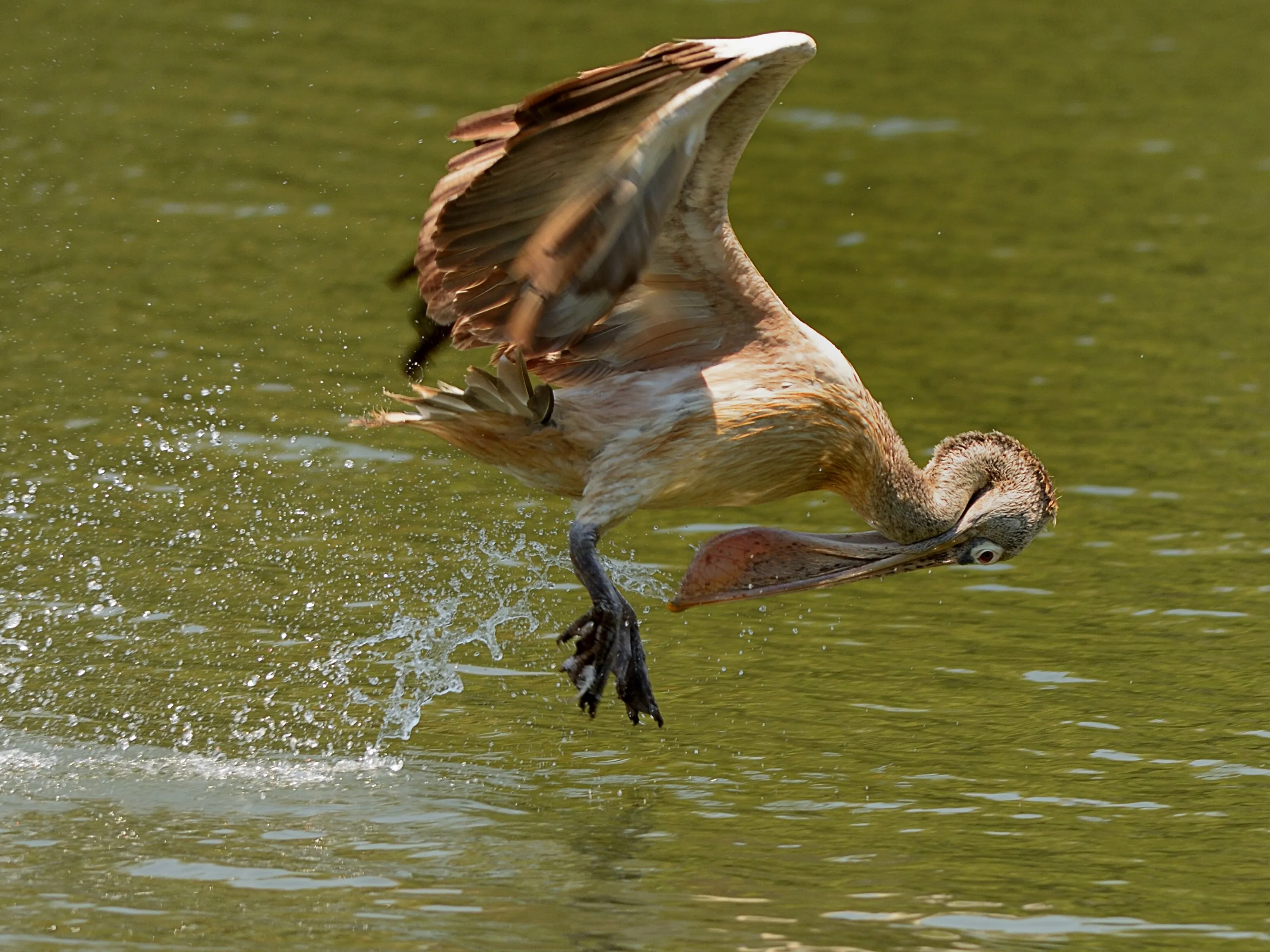 Pelican snacking on fish