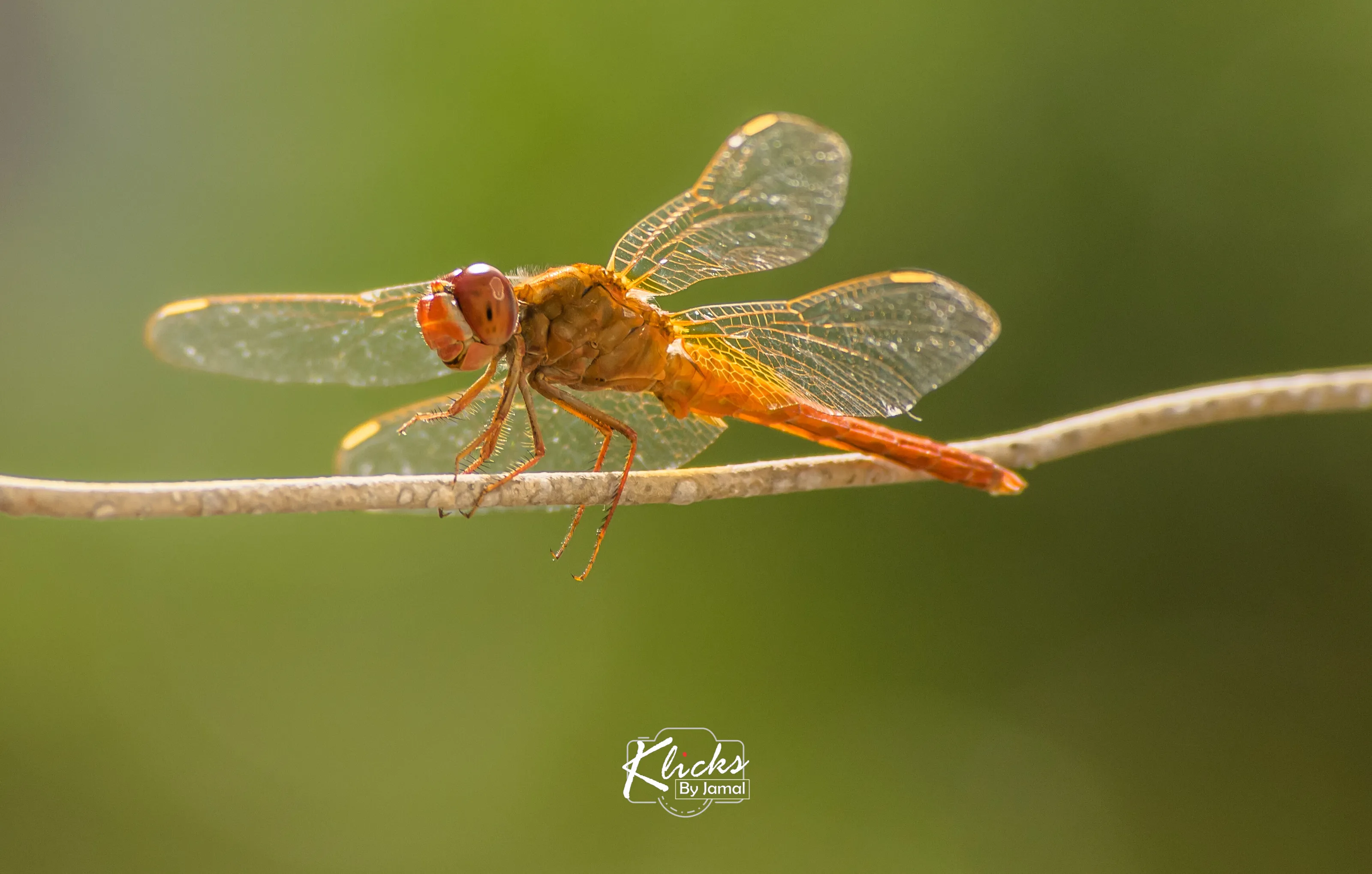 The Dragon Fly