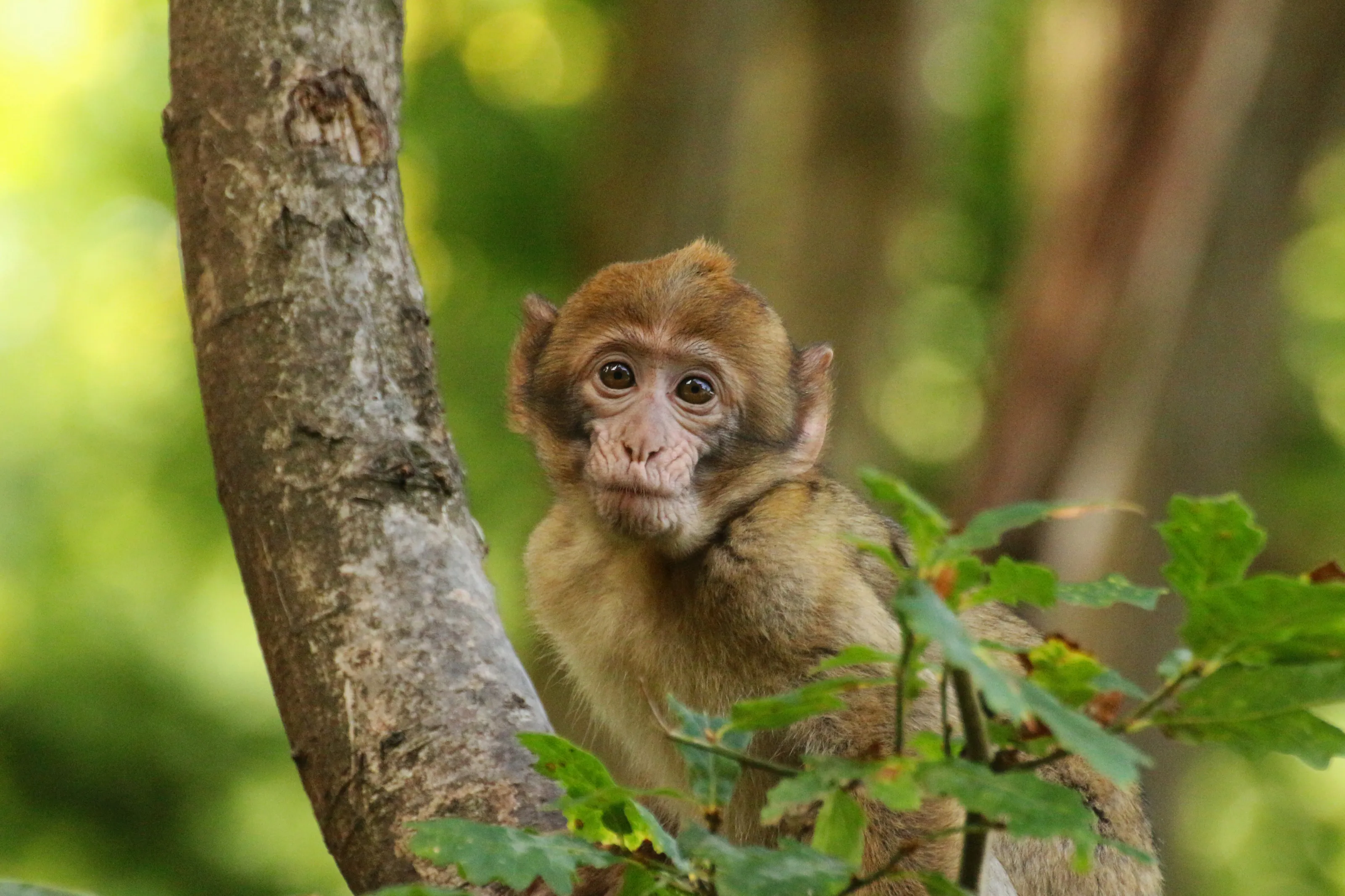 Young Monkey