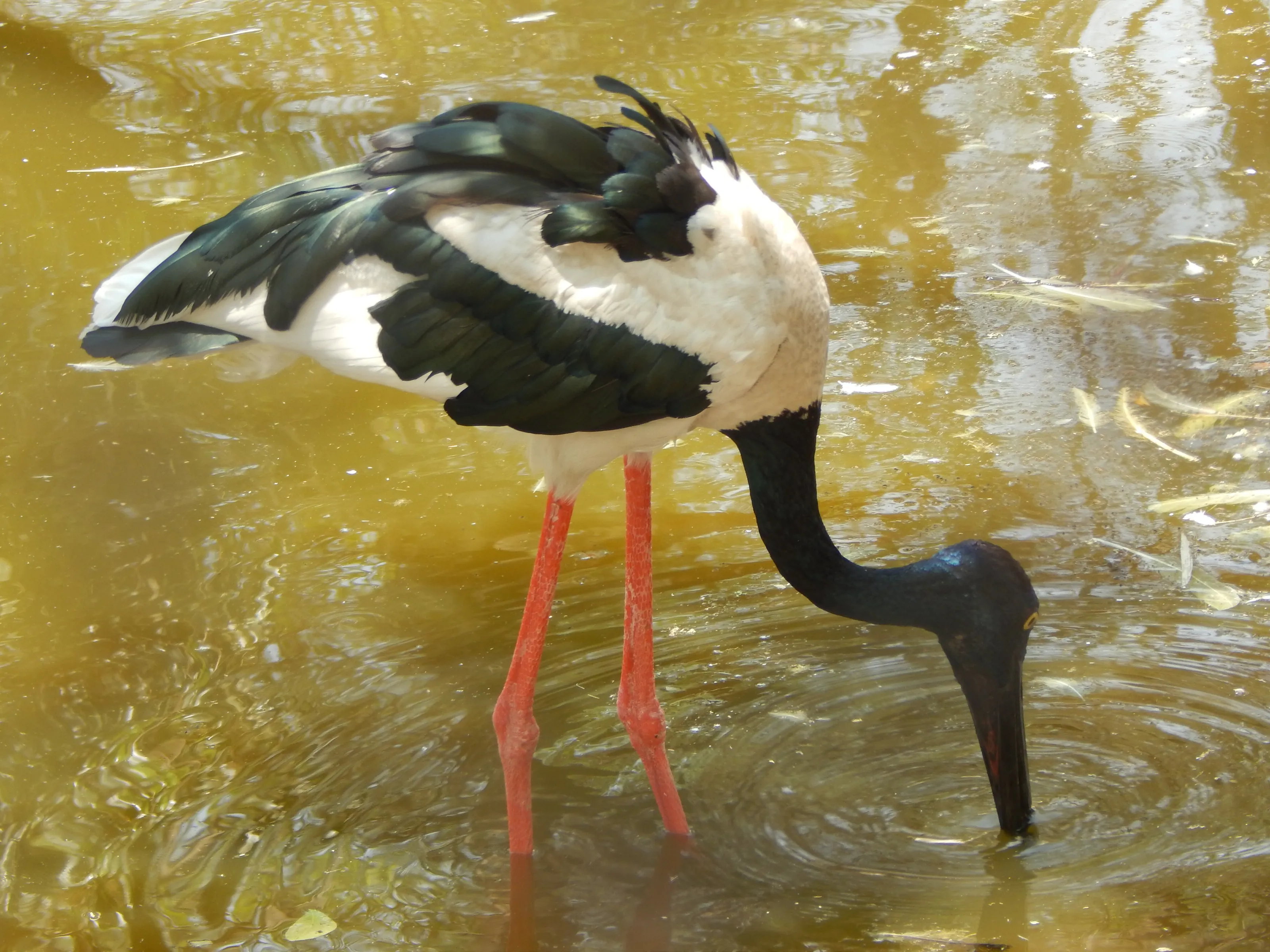 red legs black and white crane
