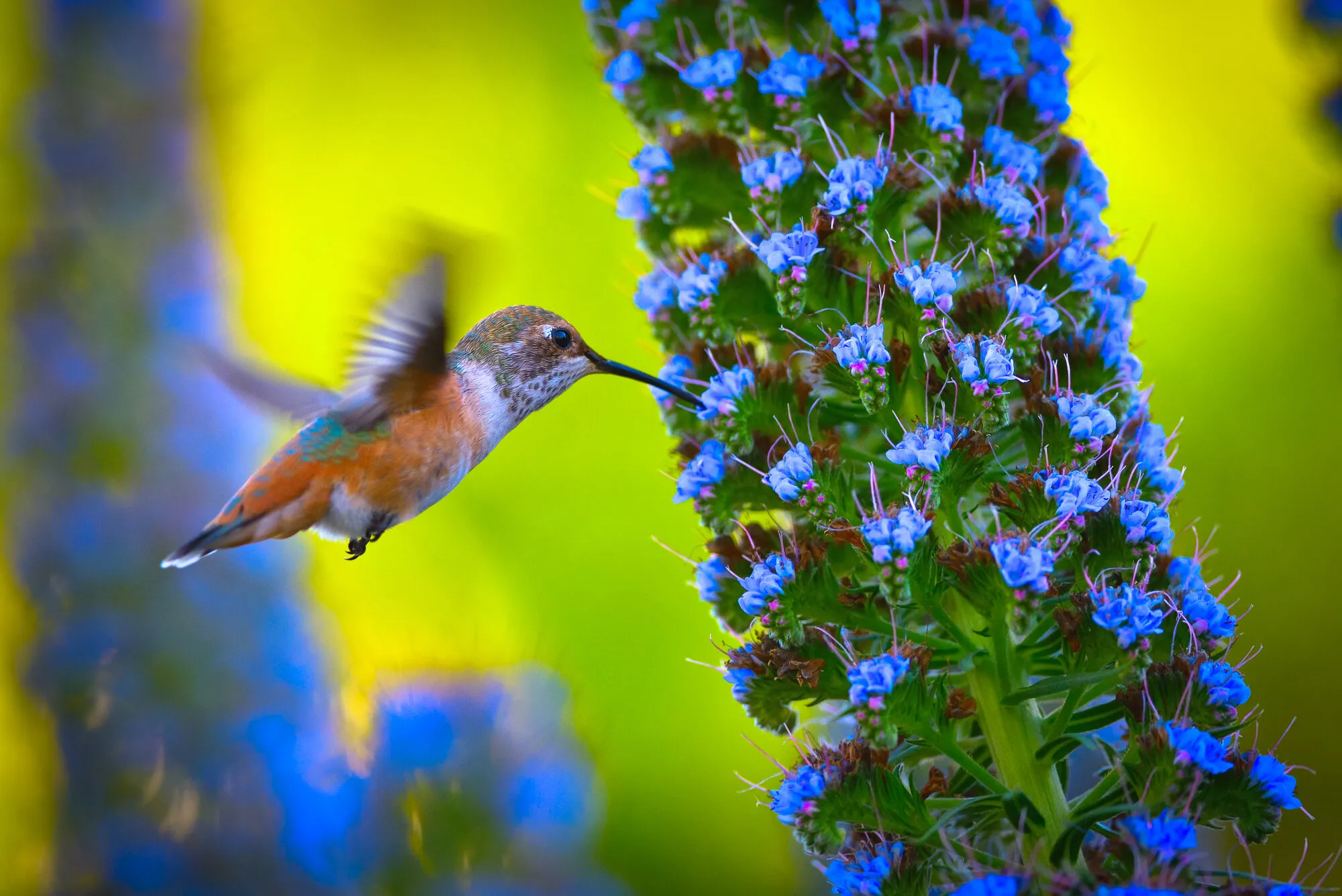 Hummingbird