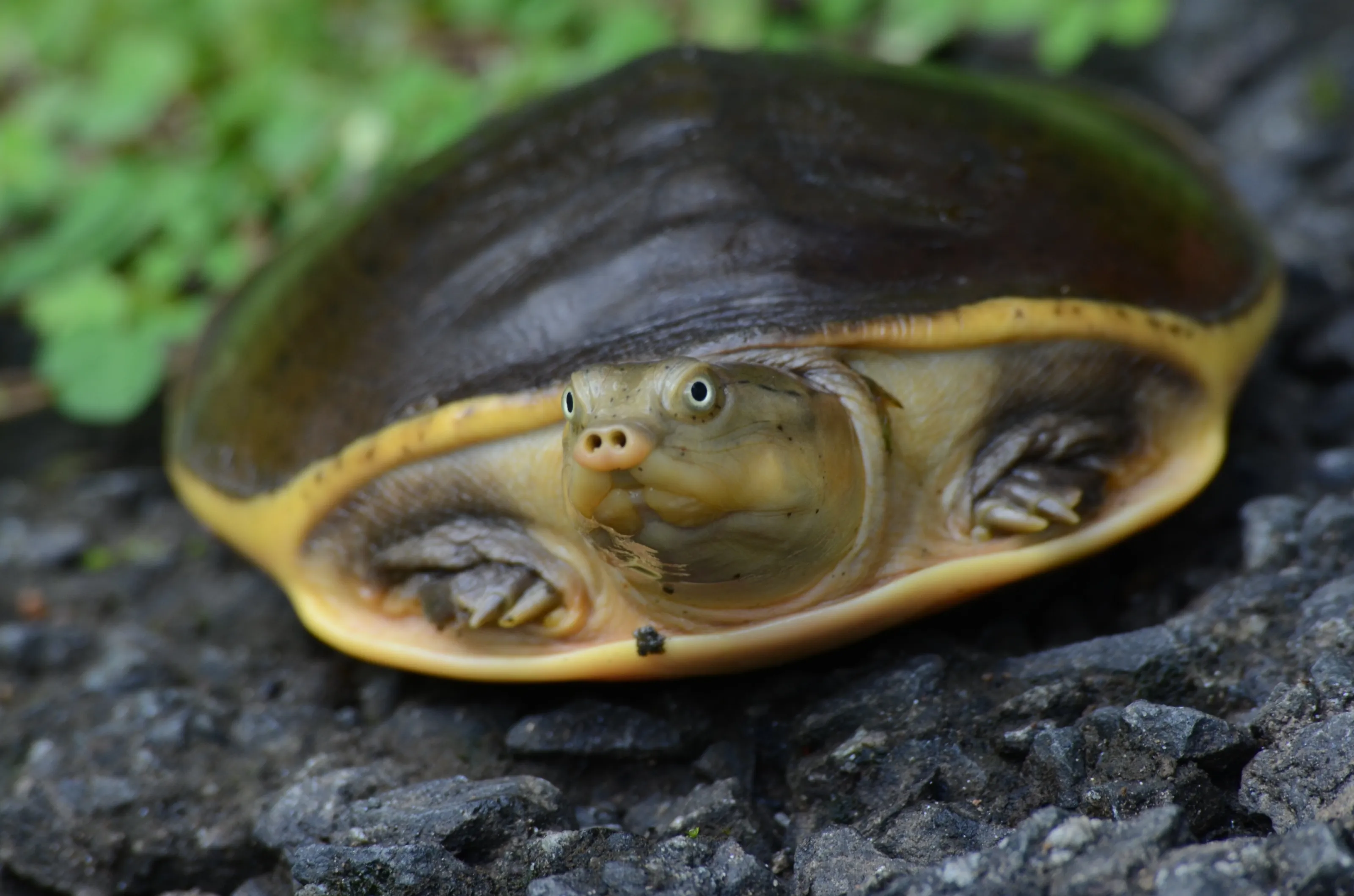 Turtle Eye