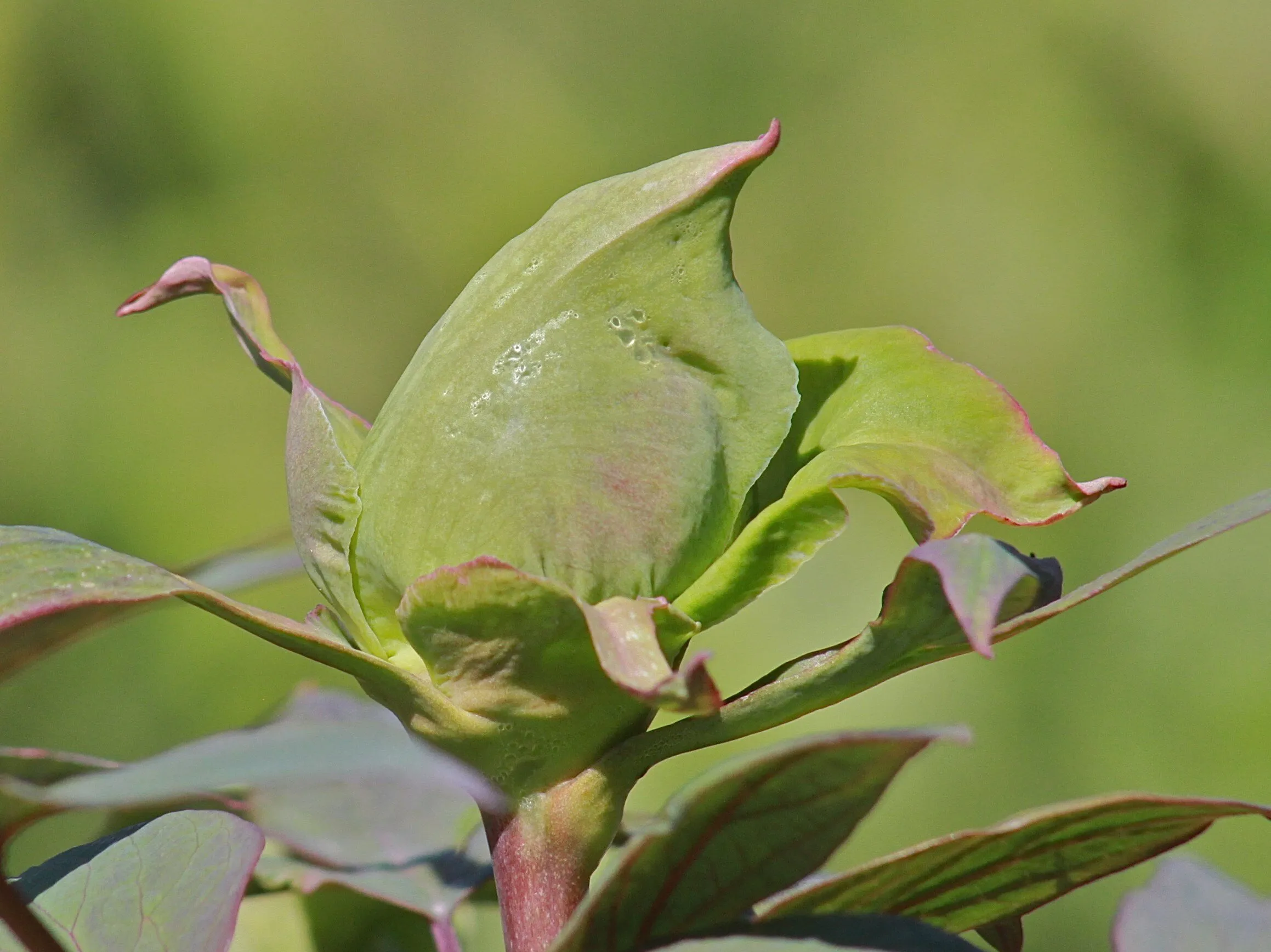 Flower Bud (peony?)