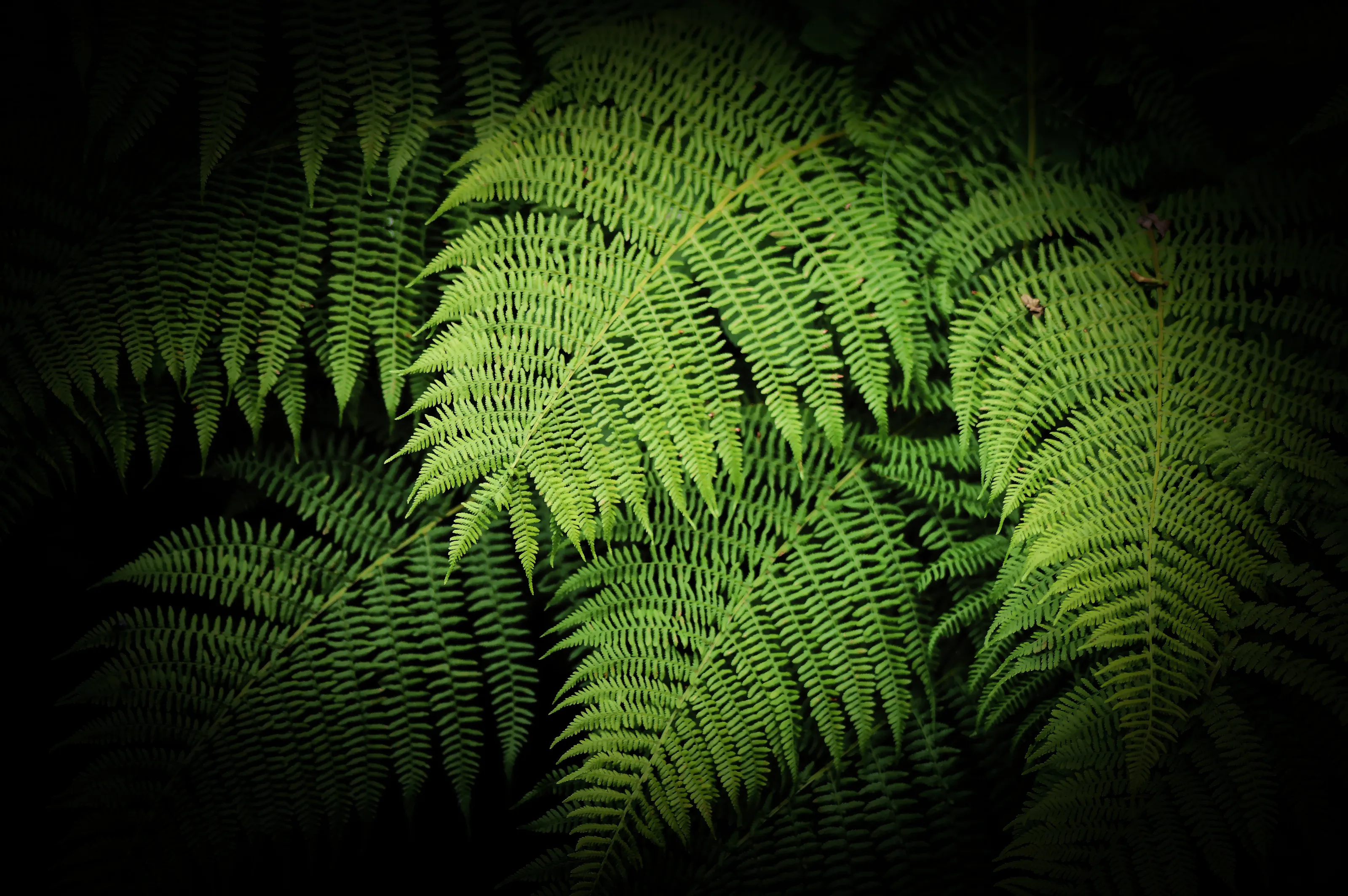Focus on fern.