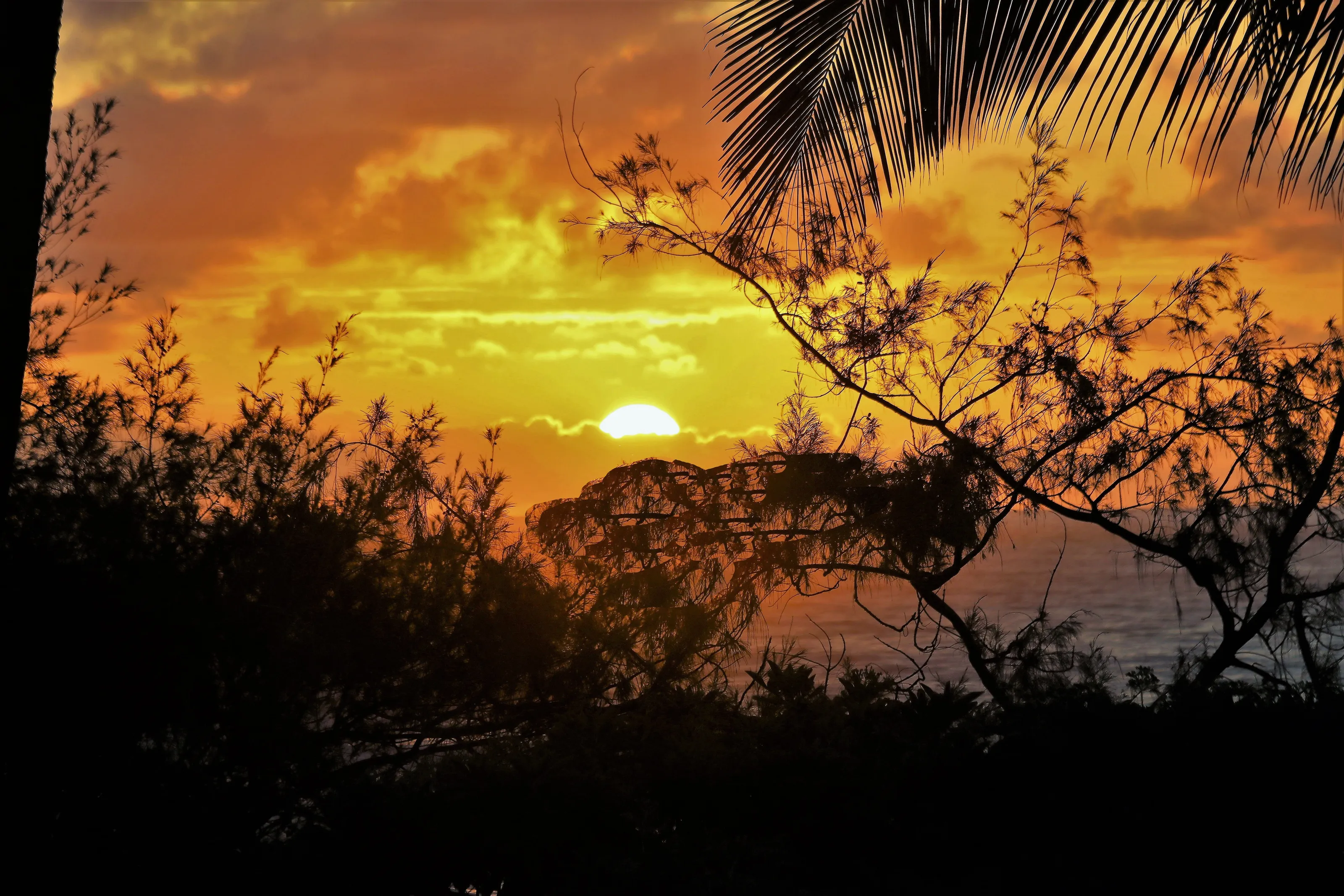 Plants in front of the sunsetsunrise