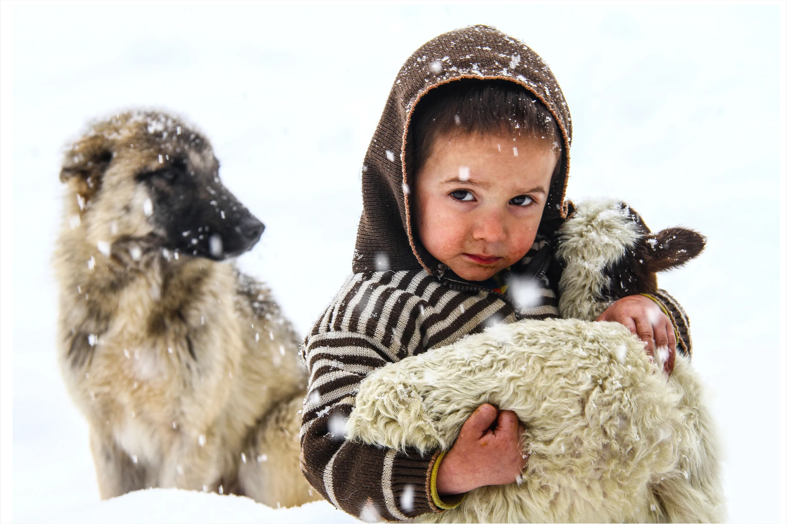 Shepherd Little