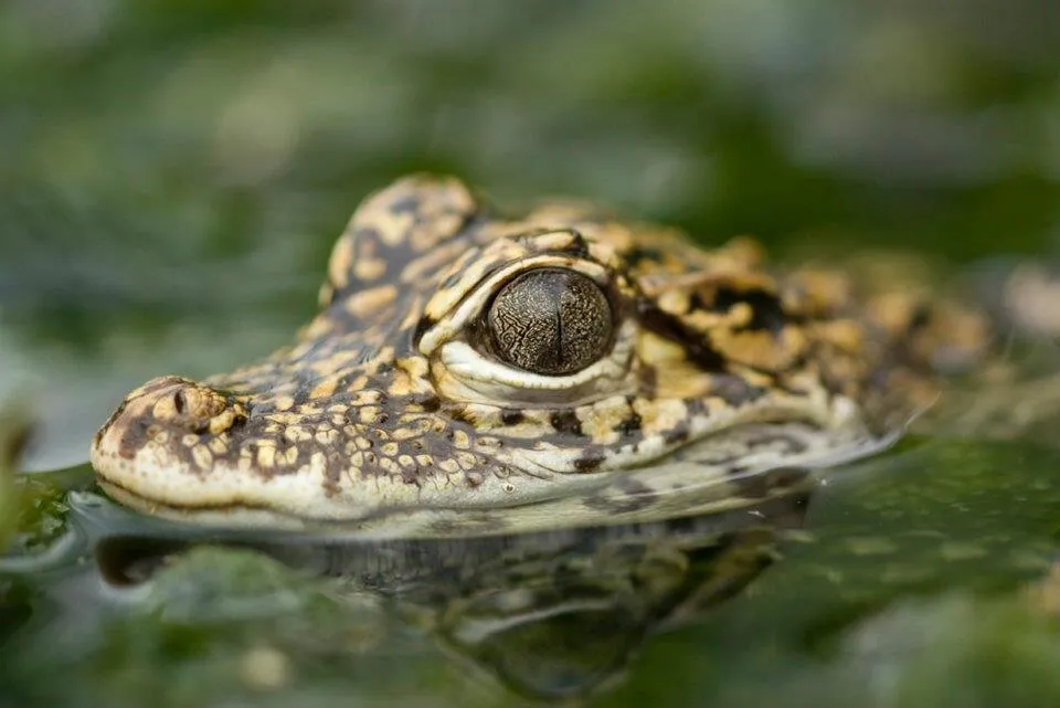crocodile