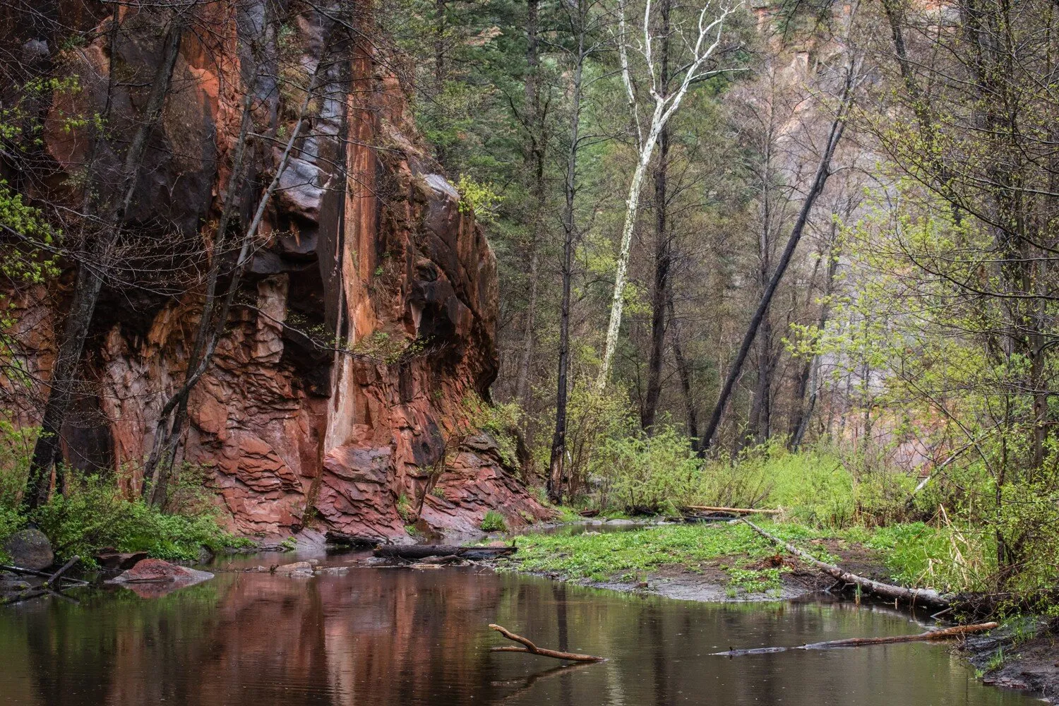 West Fork Trail