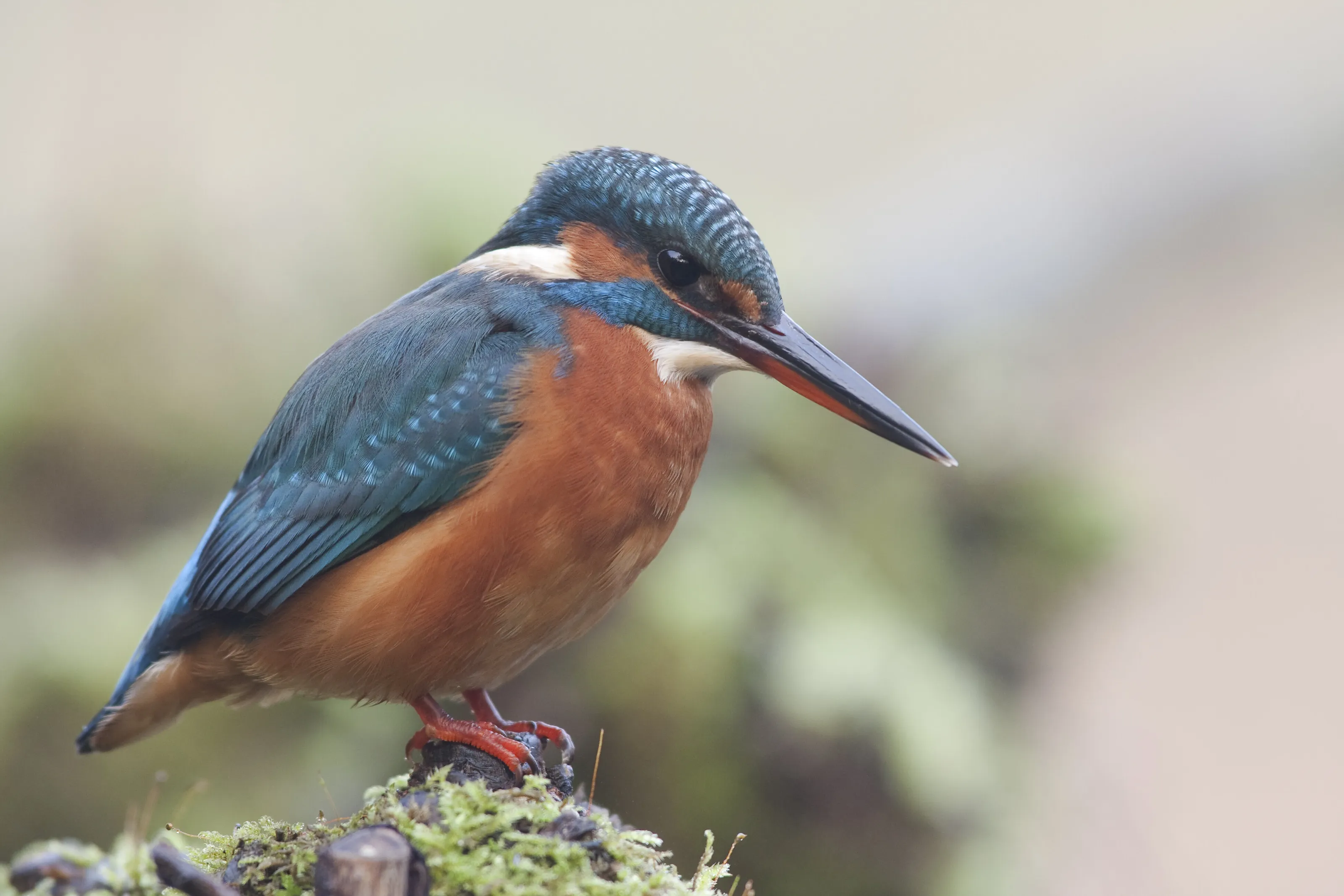 Ijs vogel