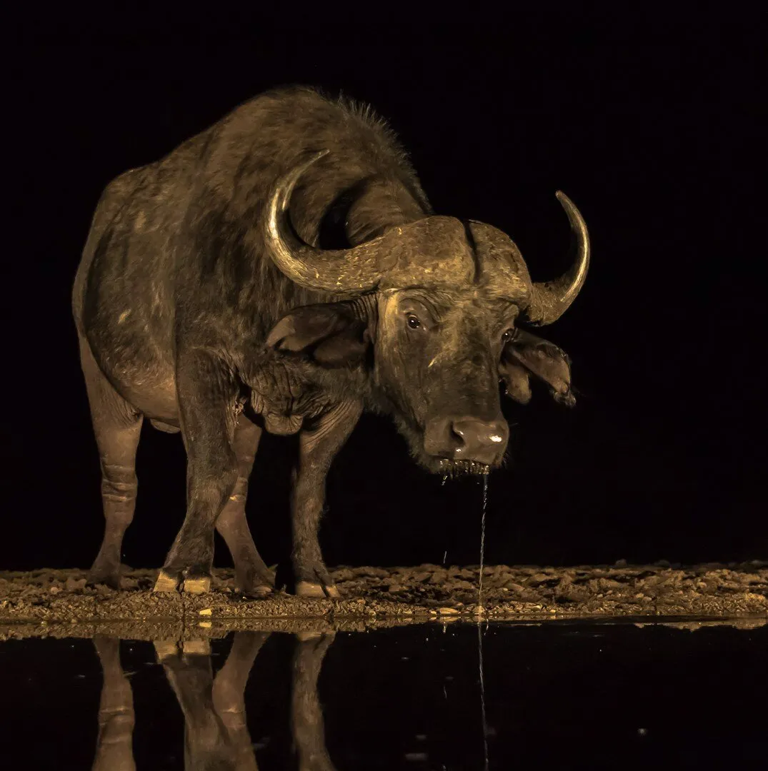 Cape Buffalo Drinking