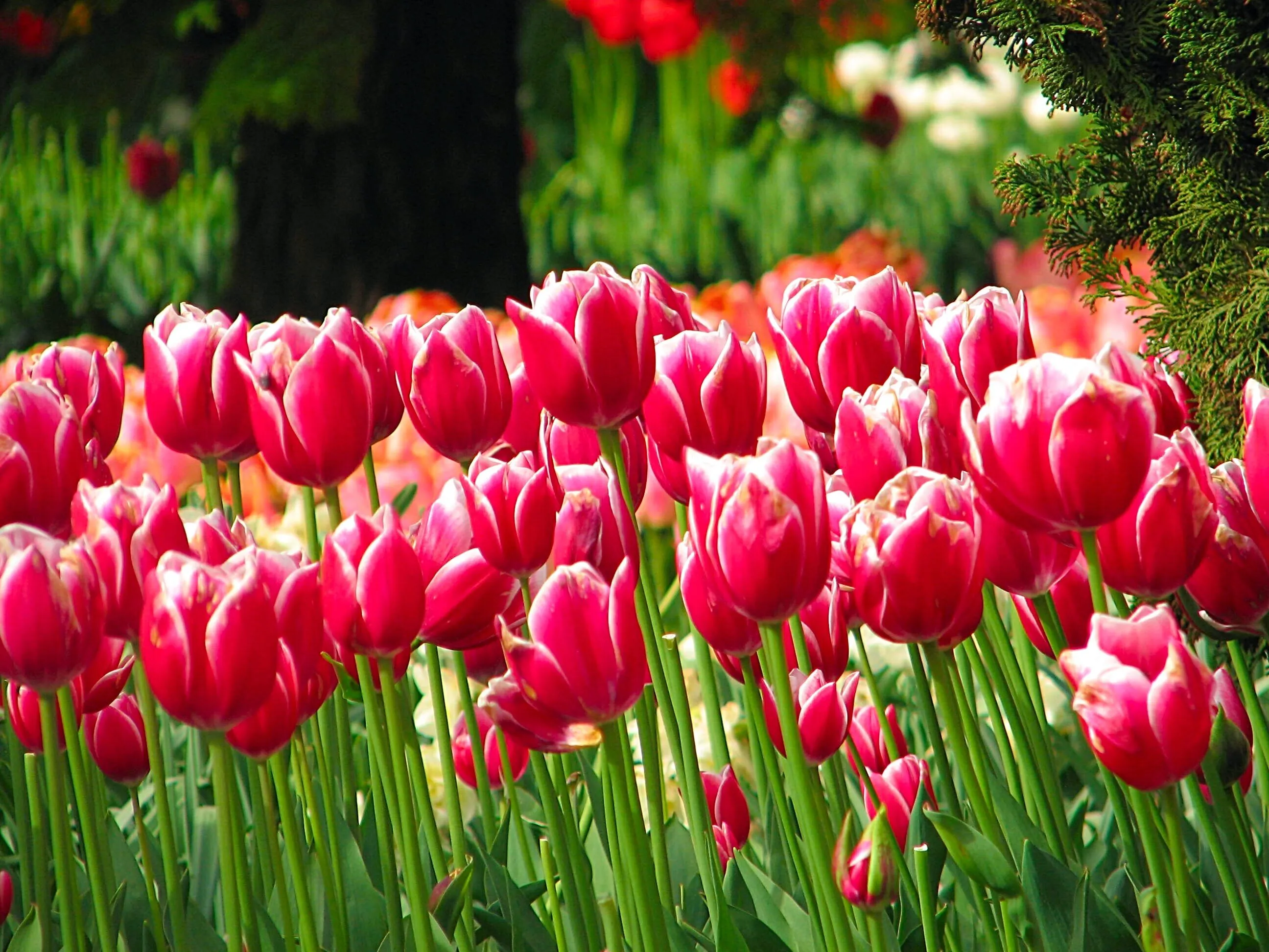 Skagit Valley, WA tulip fields