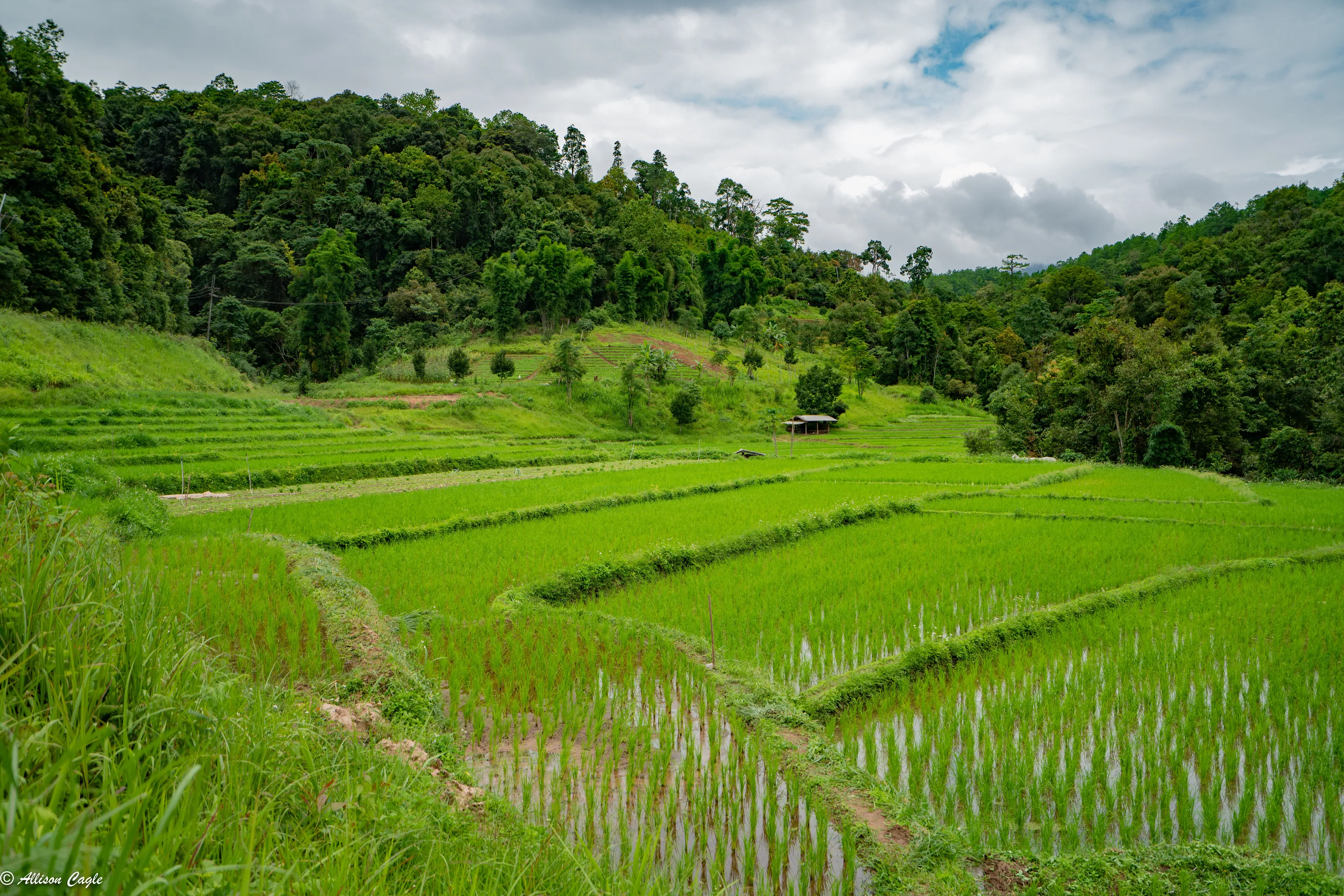 Thai Rice Field