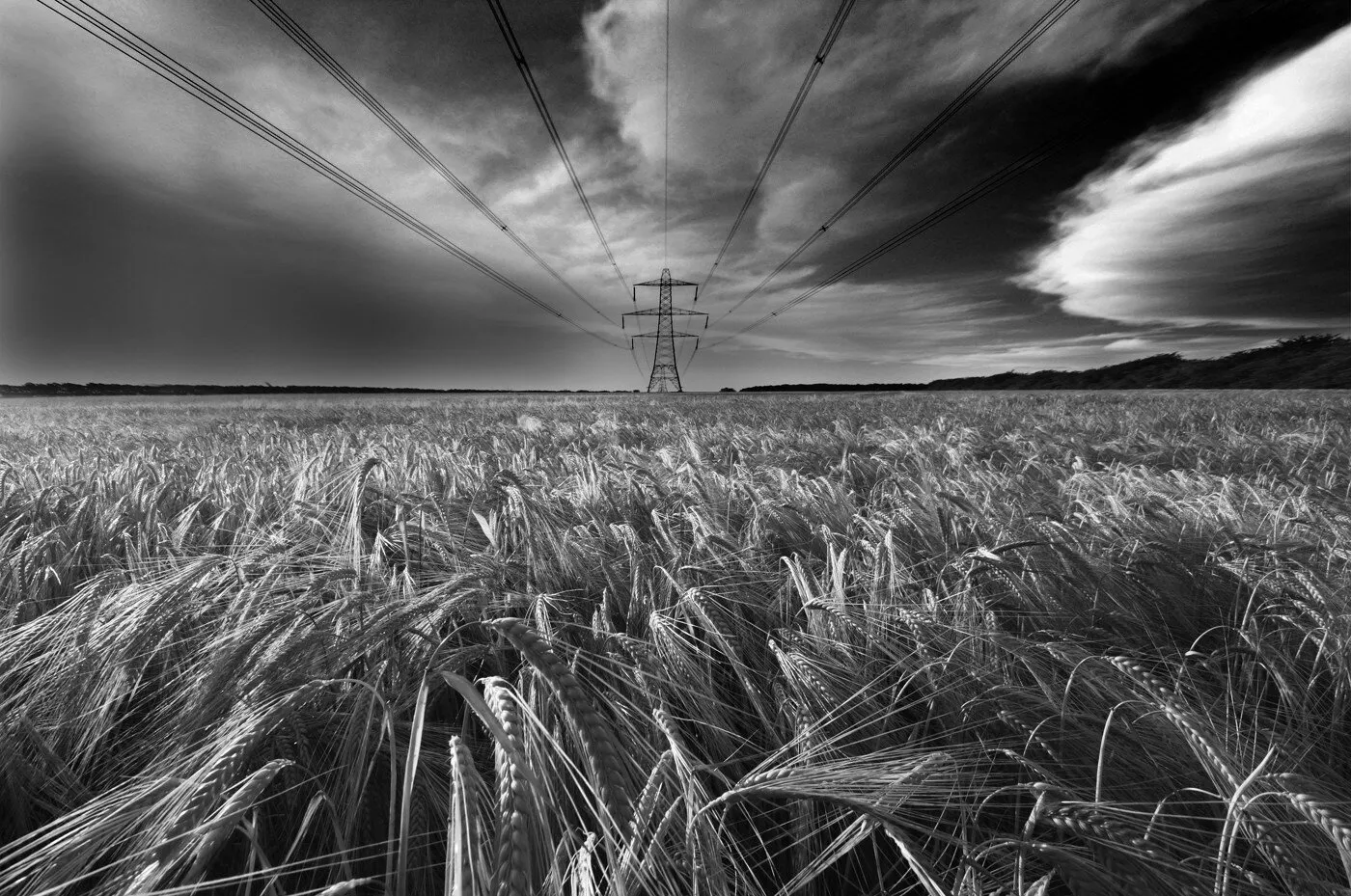 Wheatfield