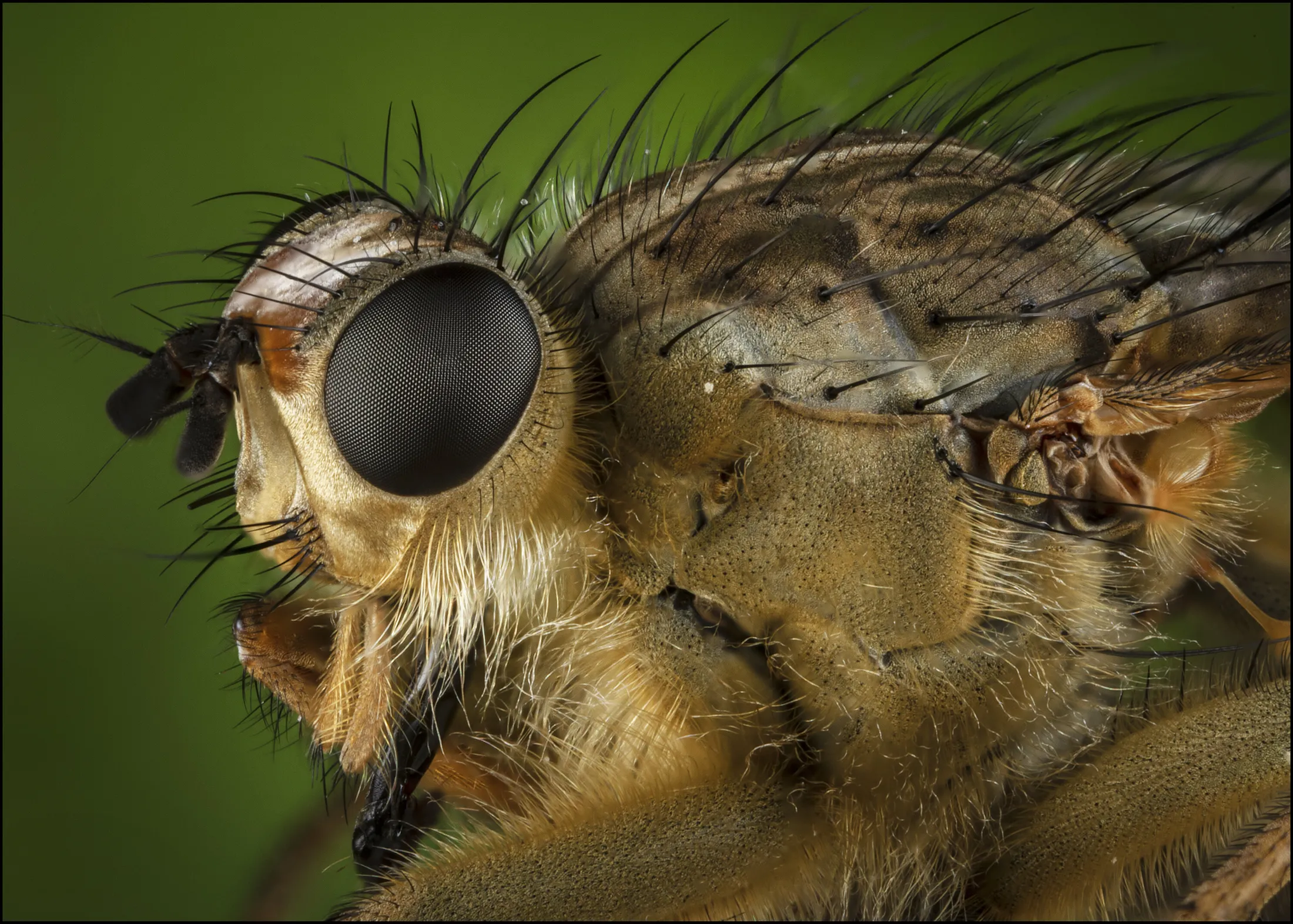Ultra Macro Fly 2