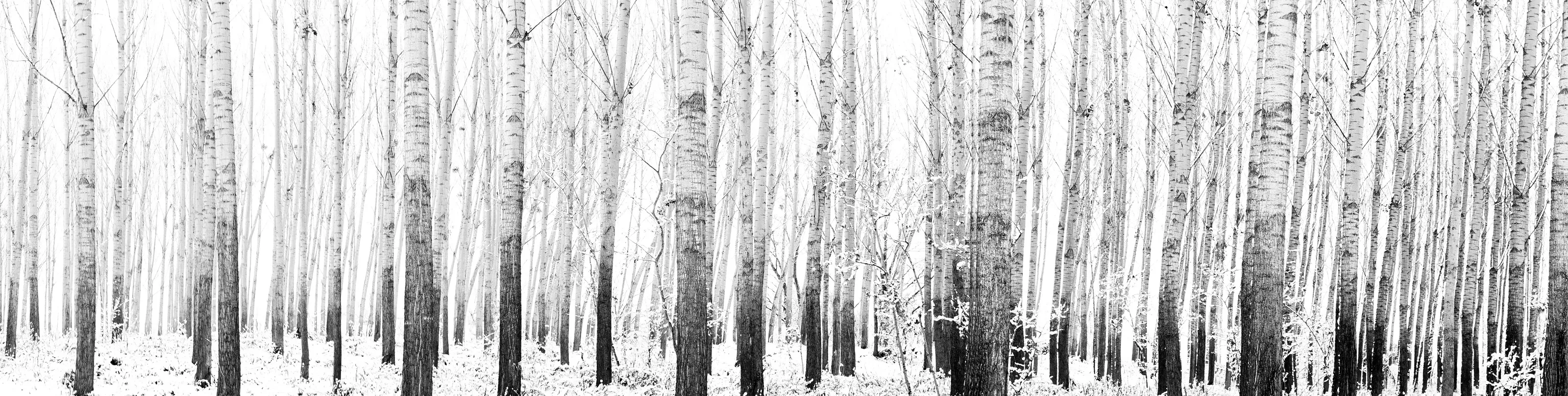 Forest line