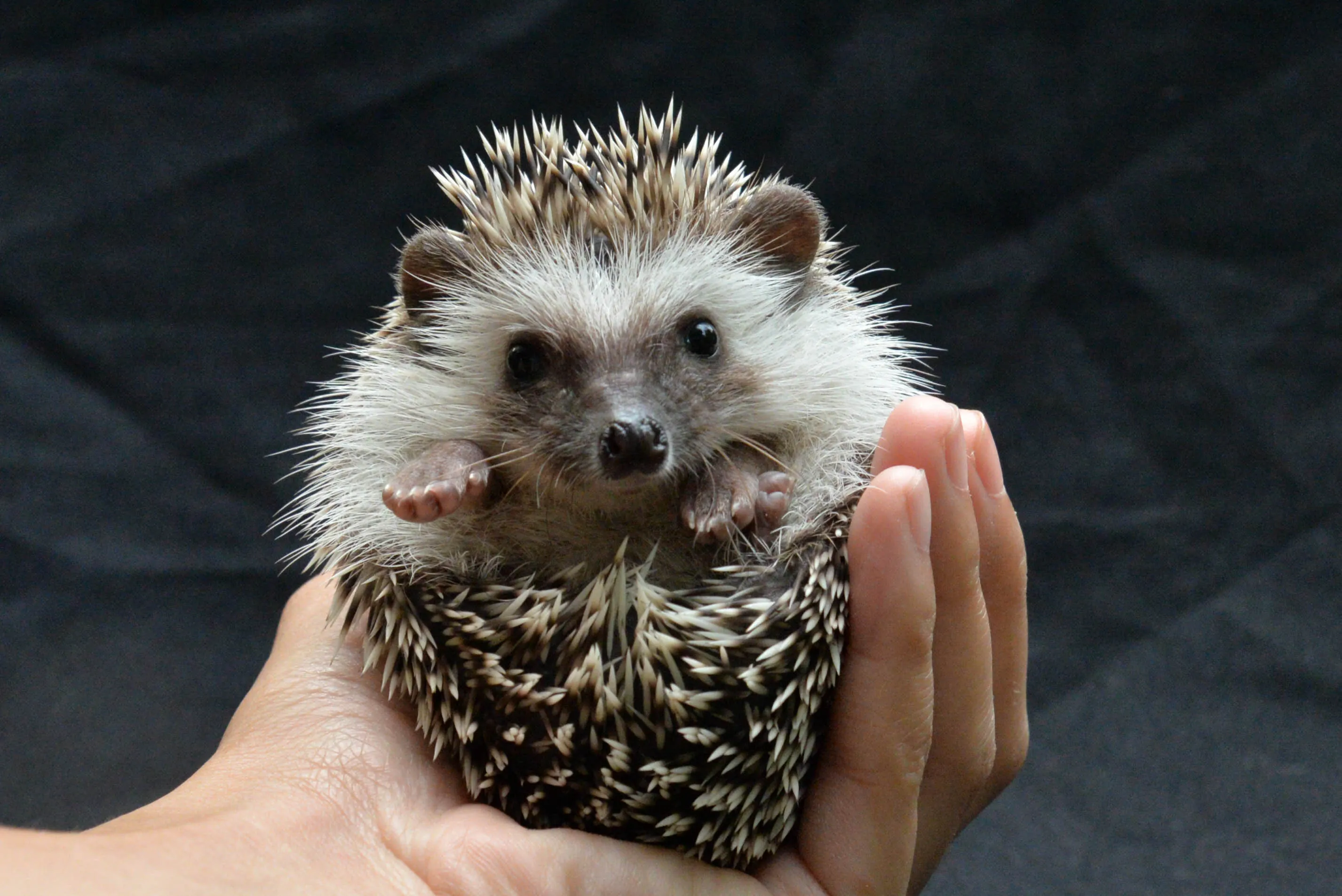 Baby Hedgehog