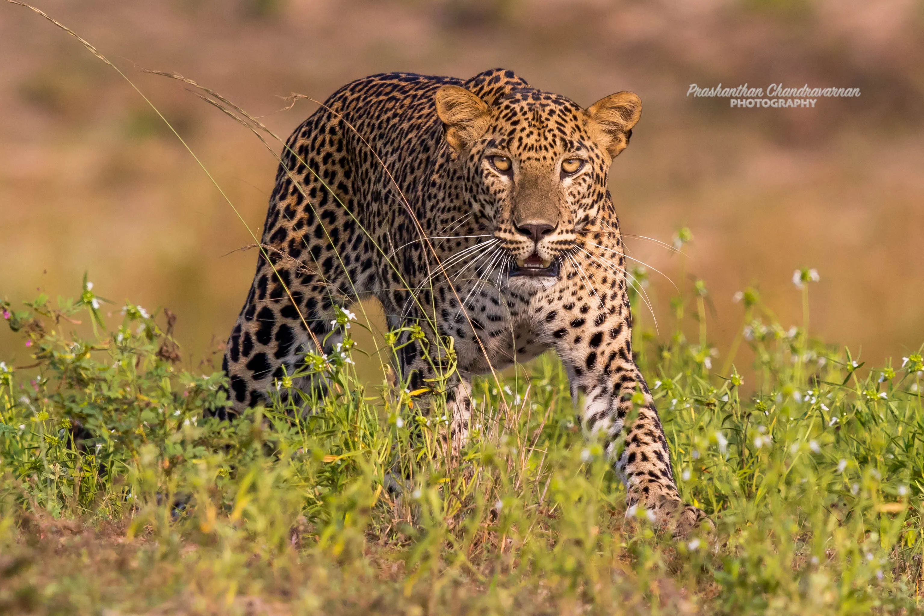 Sri Lankan leopard
