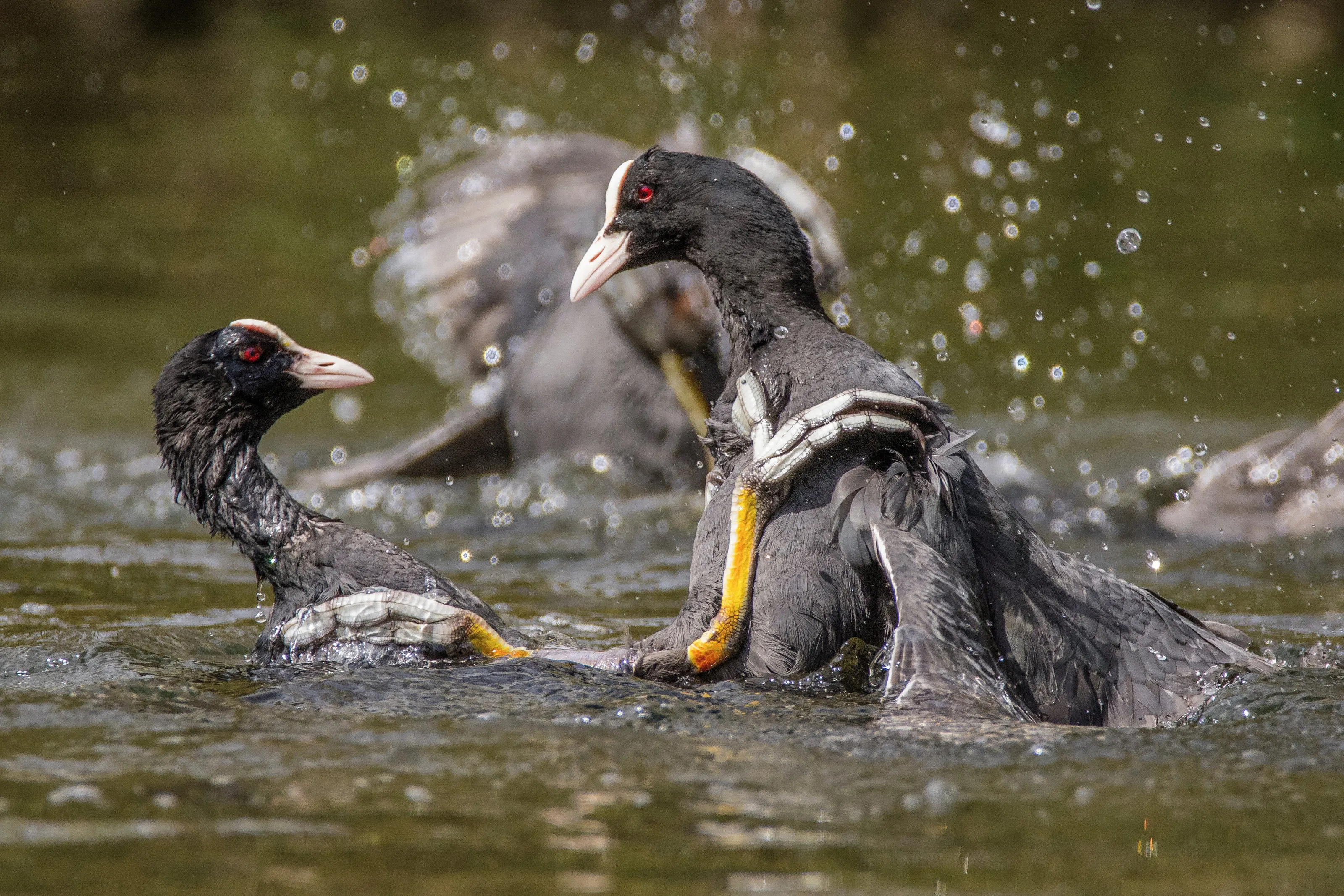 Fighting Coots