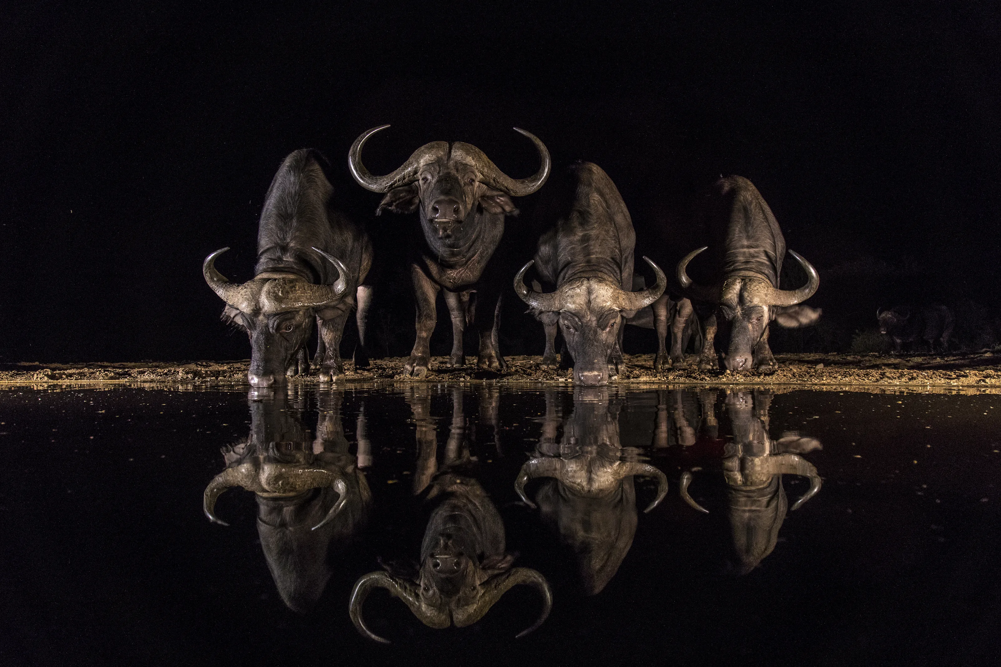 cape buffalo