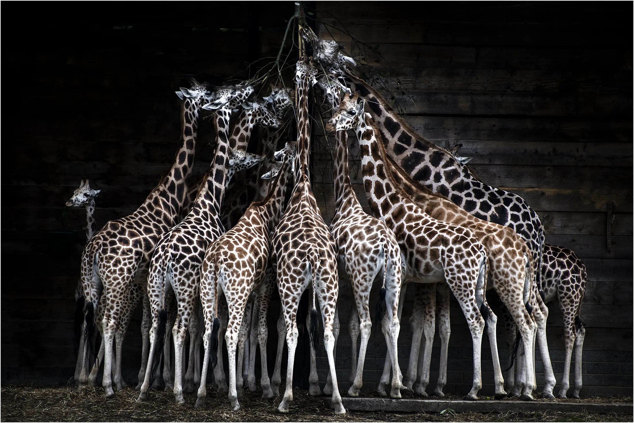 Feeding Giraffes 2
