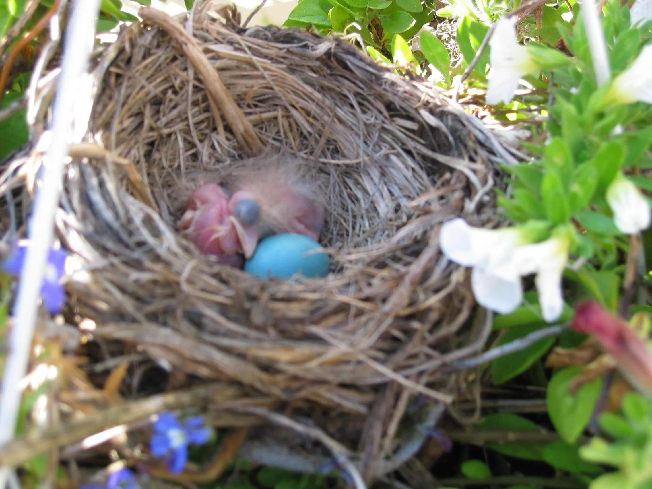 Baby Robin