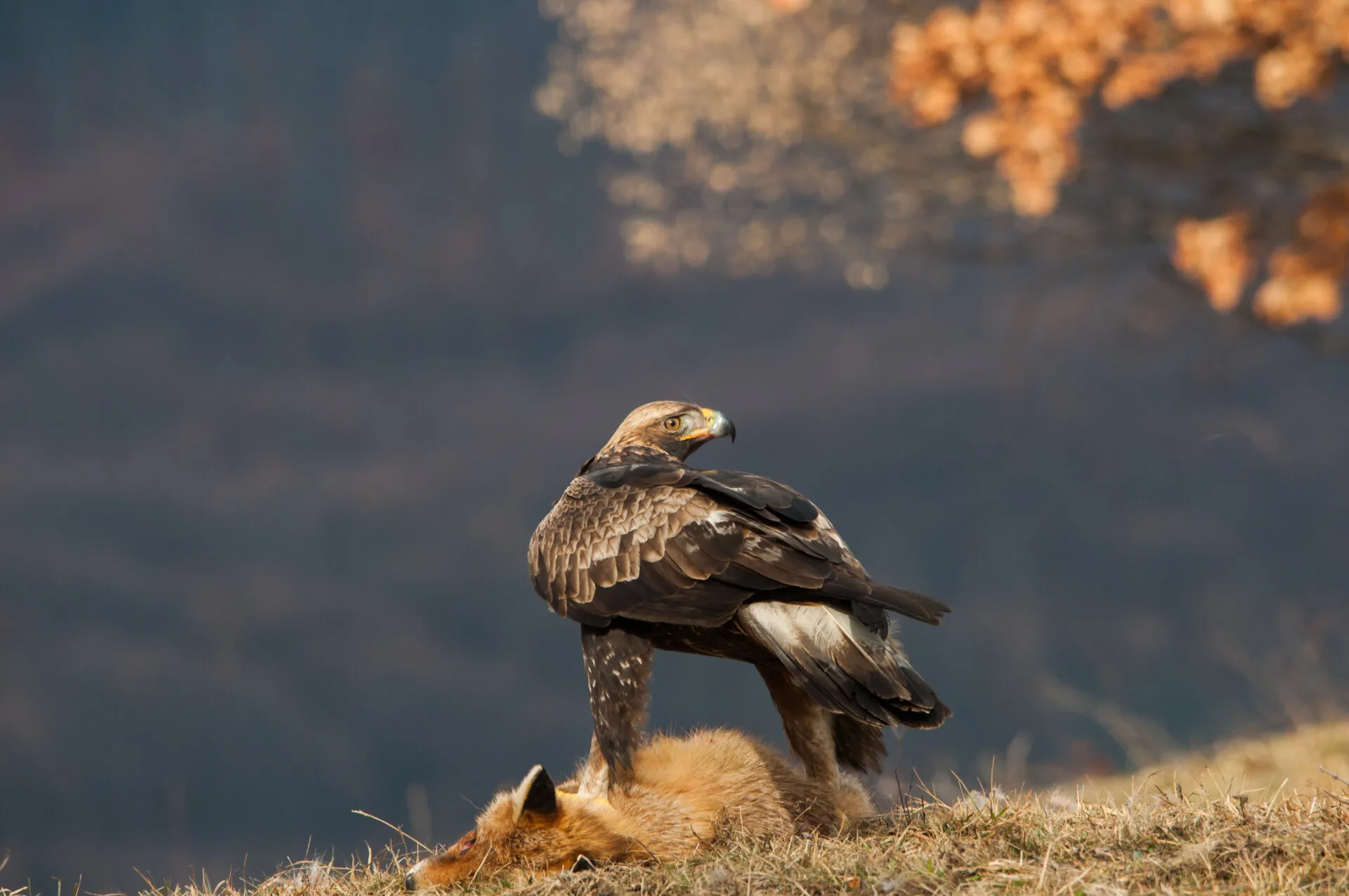 Golden eagle