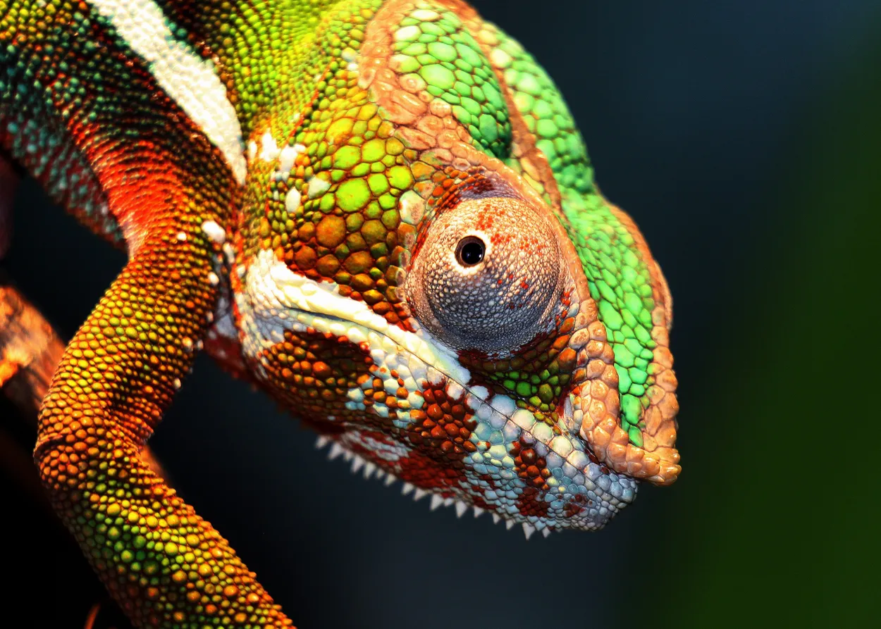 Entry 15833621