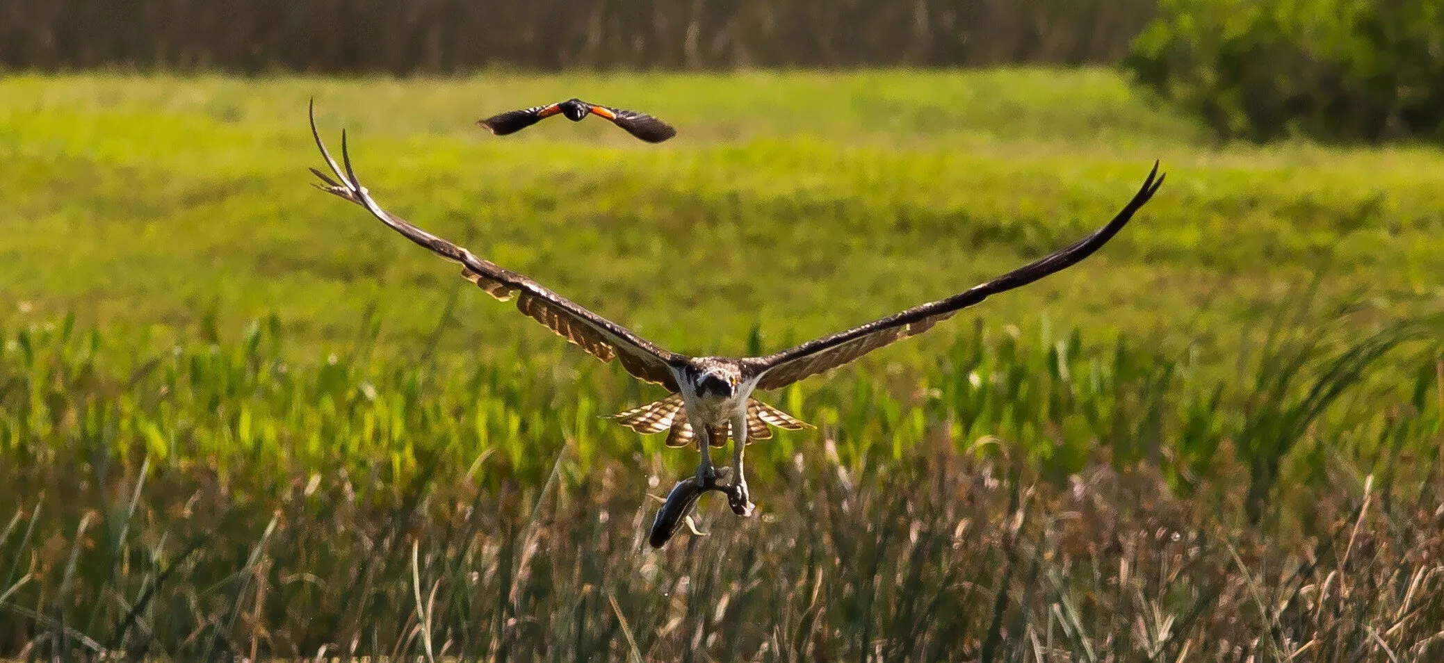 Attack Bird!