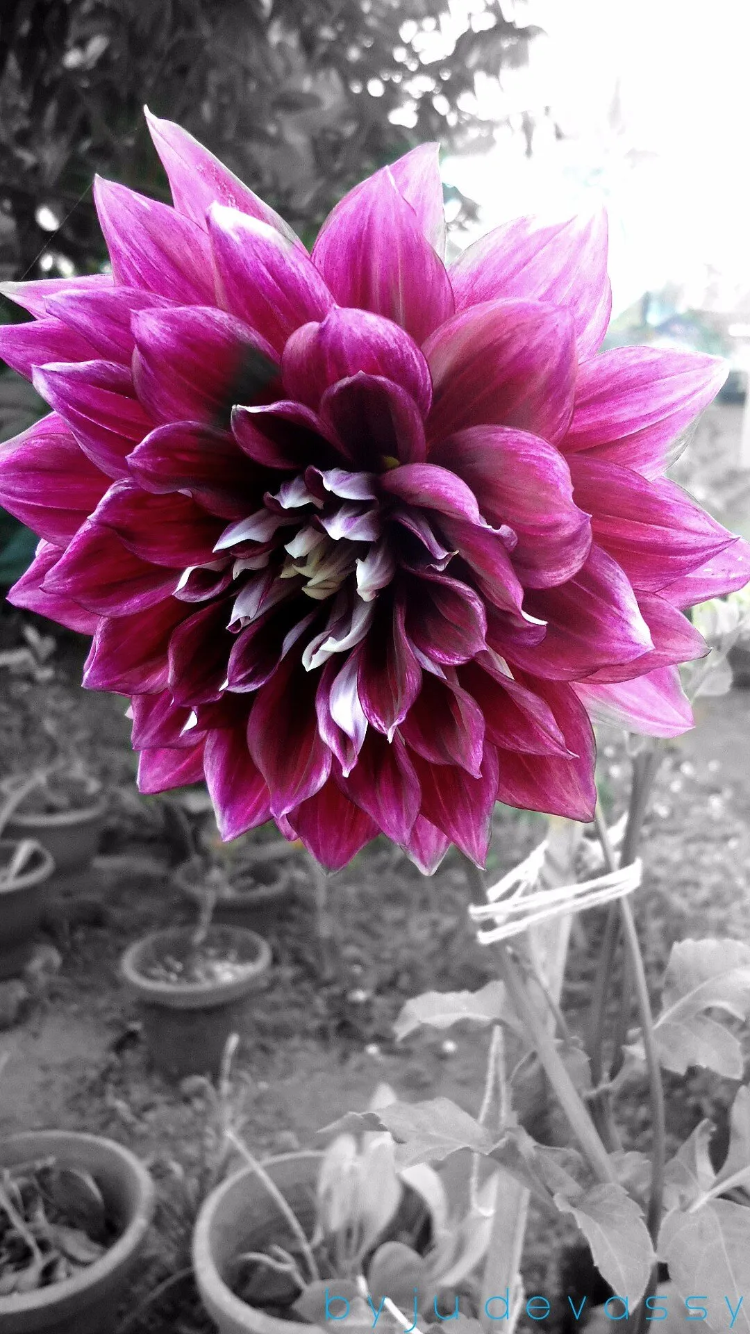 Dhalia