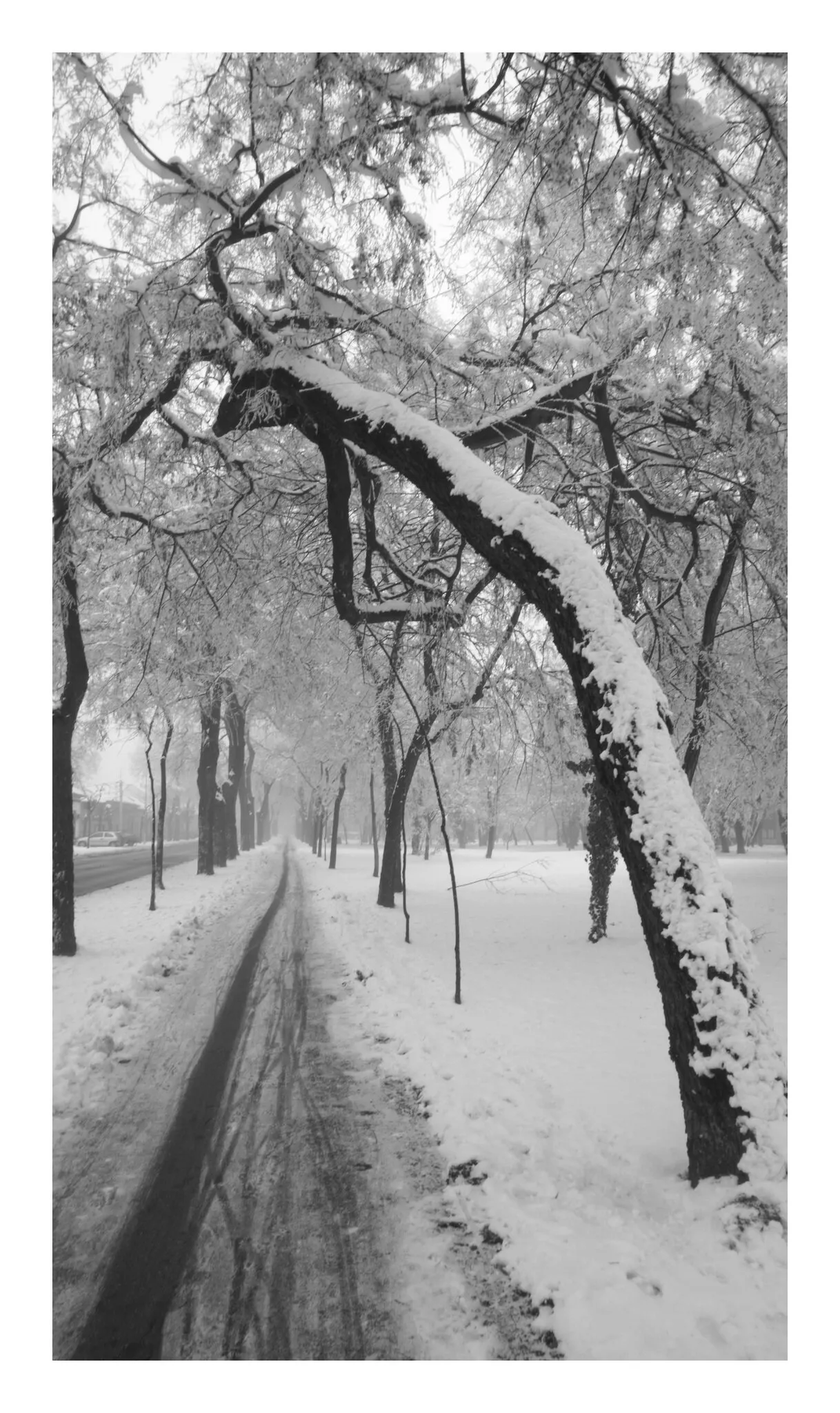 winter tails