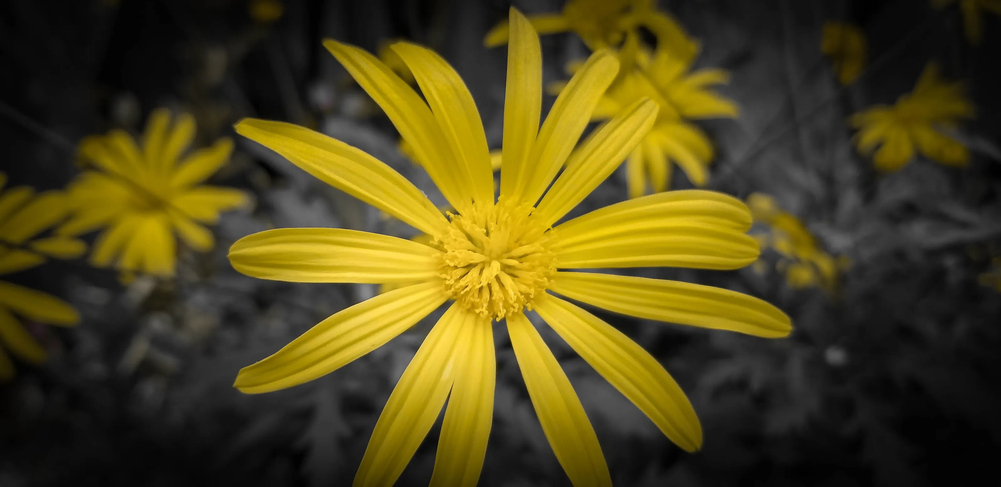 Flower from Longwood Gardens