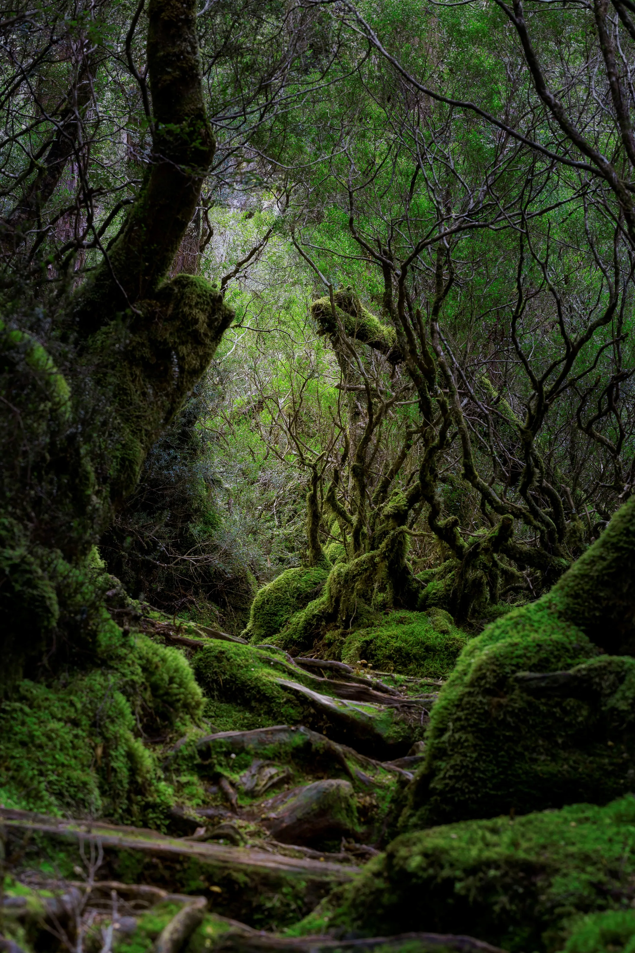 The Way of The Witches Finger