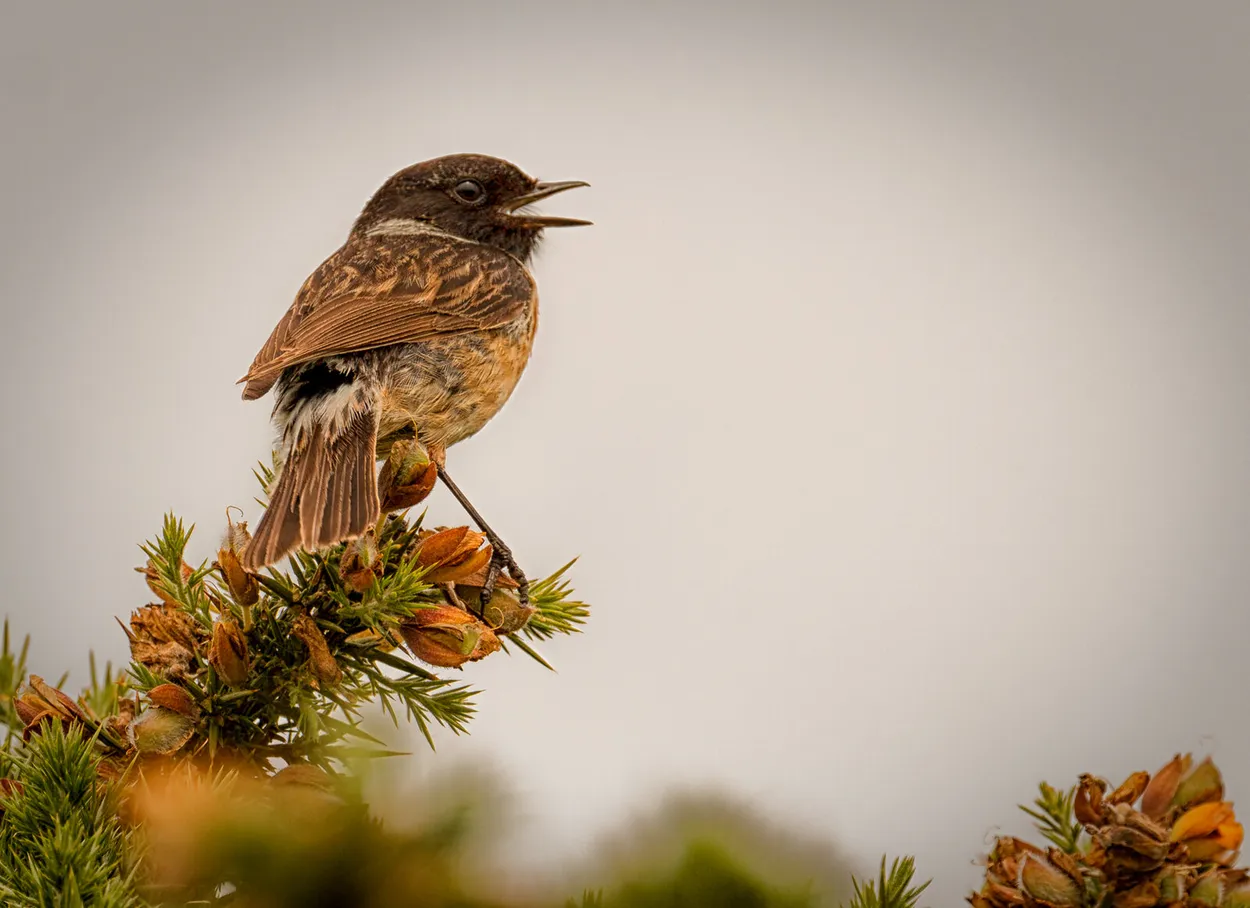 Entry 4433232
