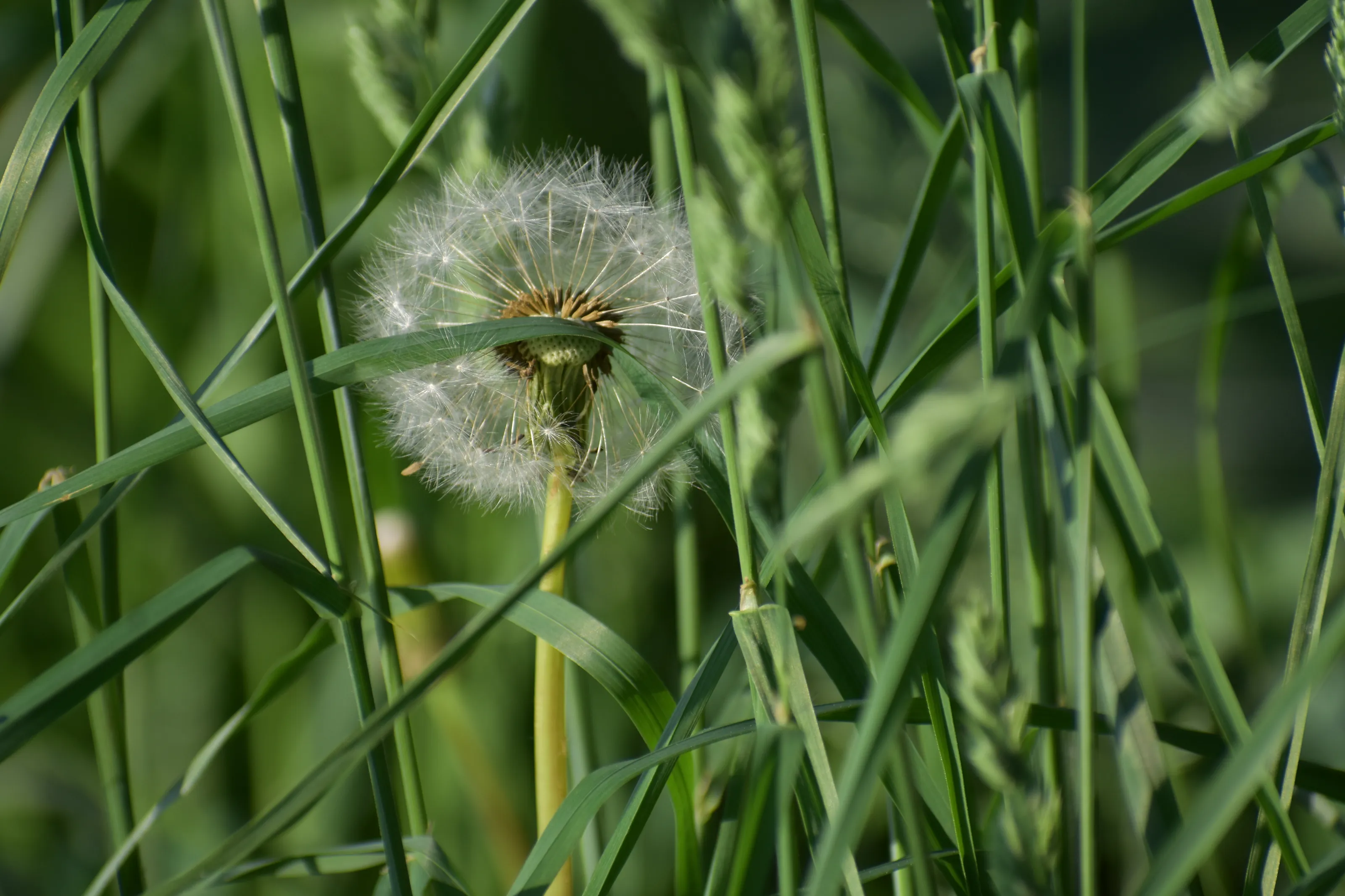 Dandelion
