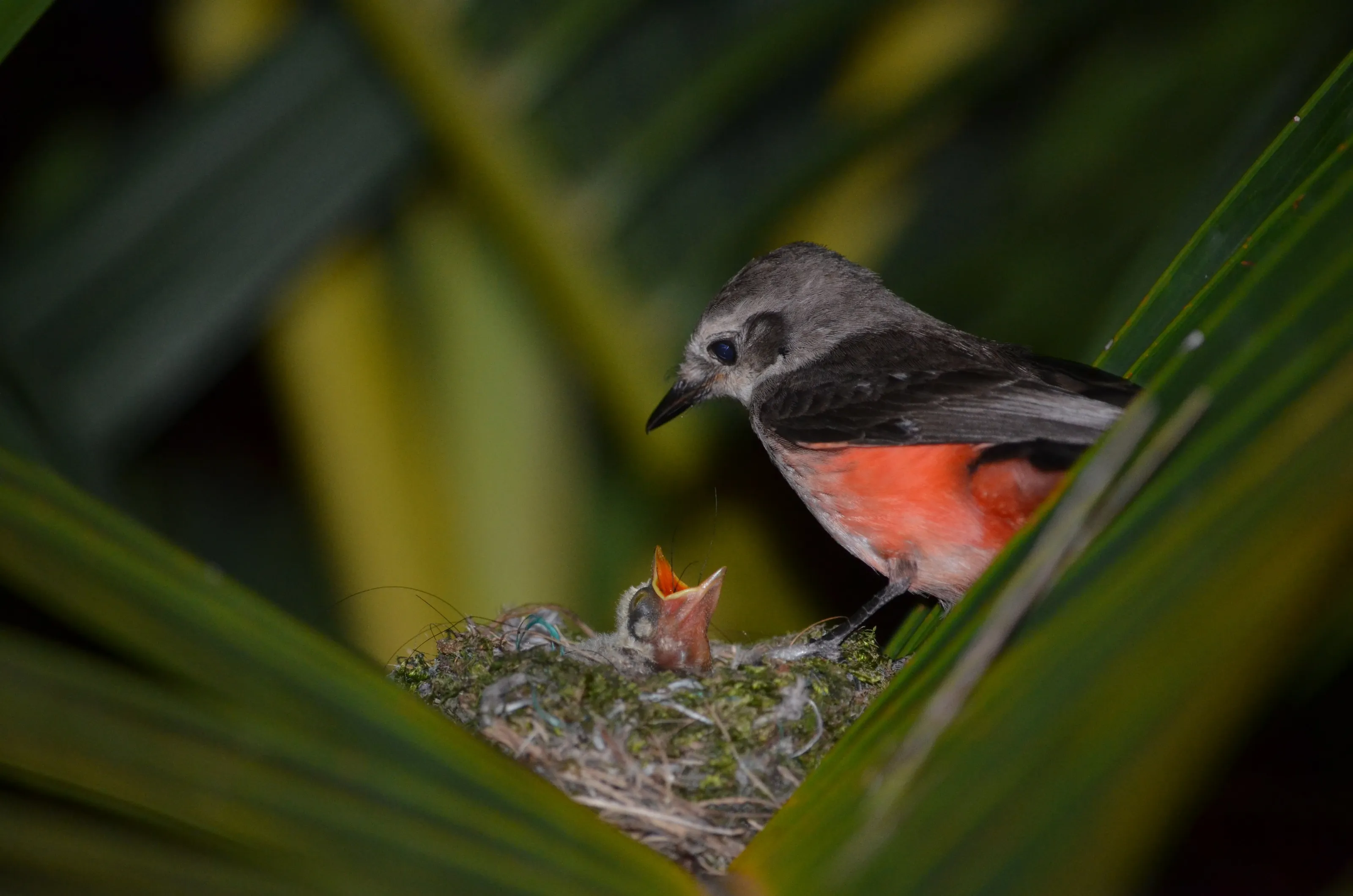 Cardinal feeding her pigeon