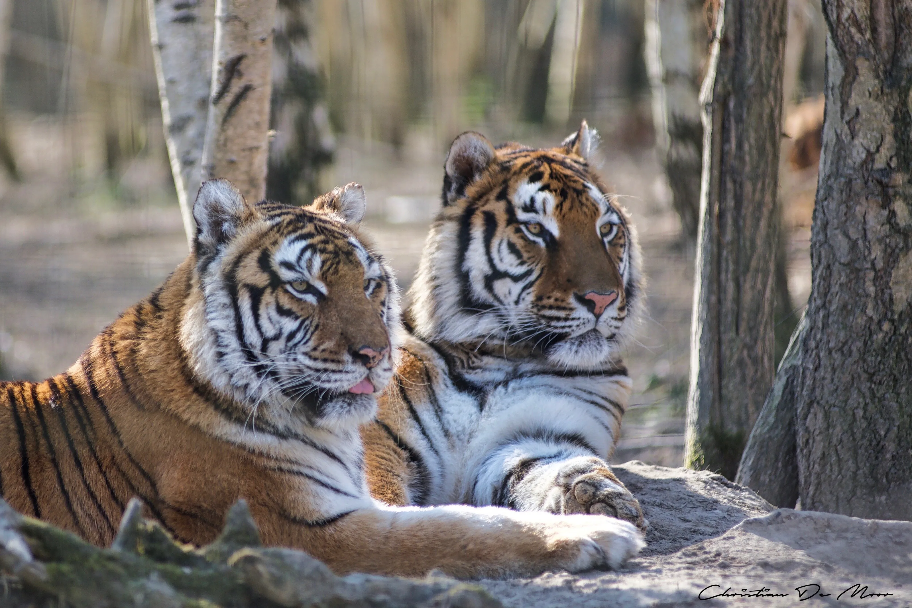 Tigers