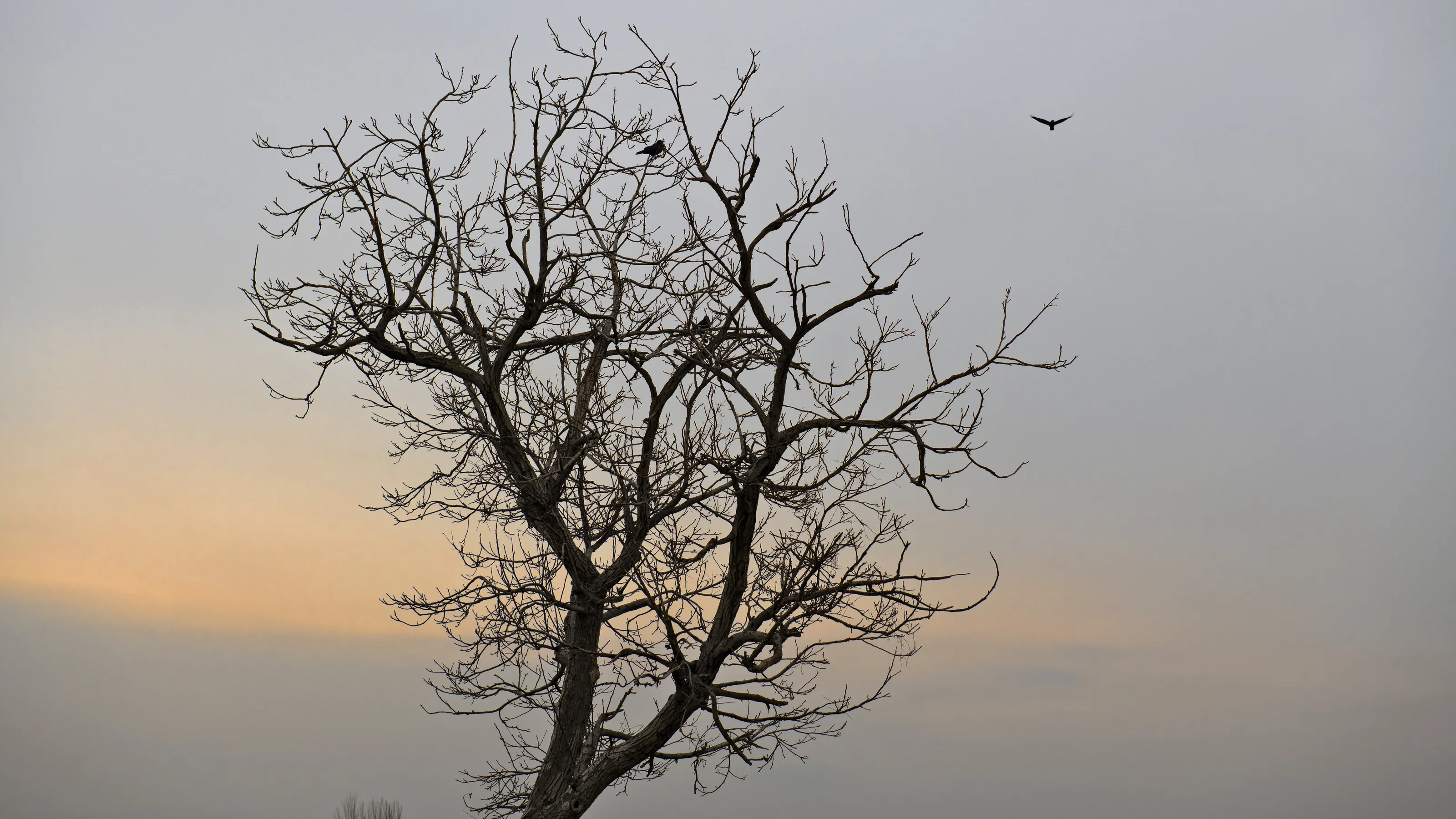 bird nest