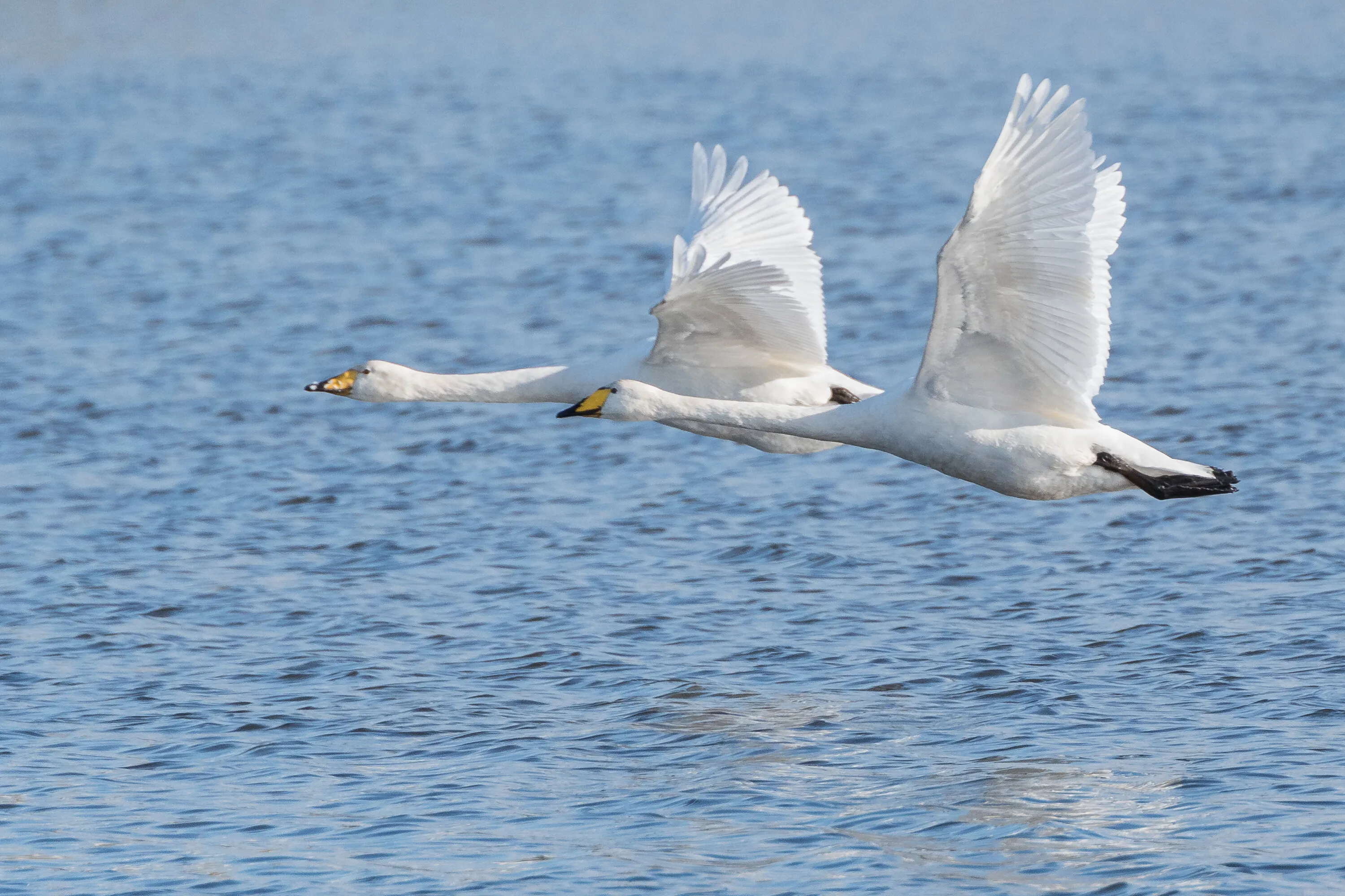 Whooper Swan fly past 1