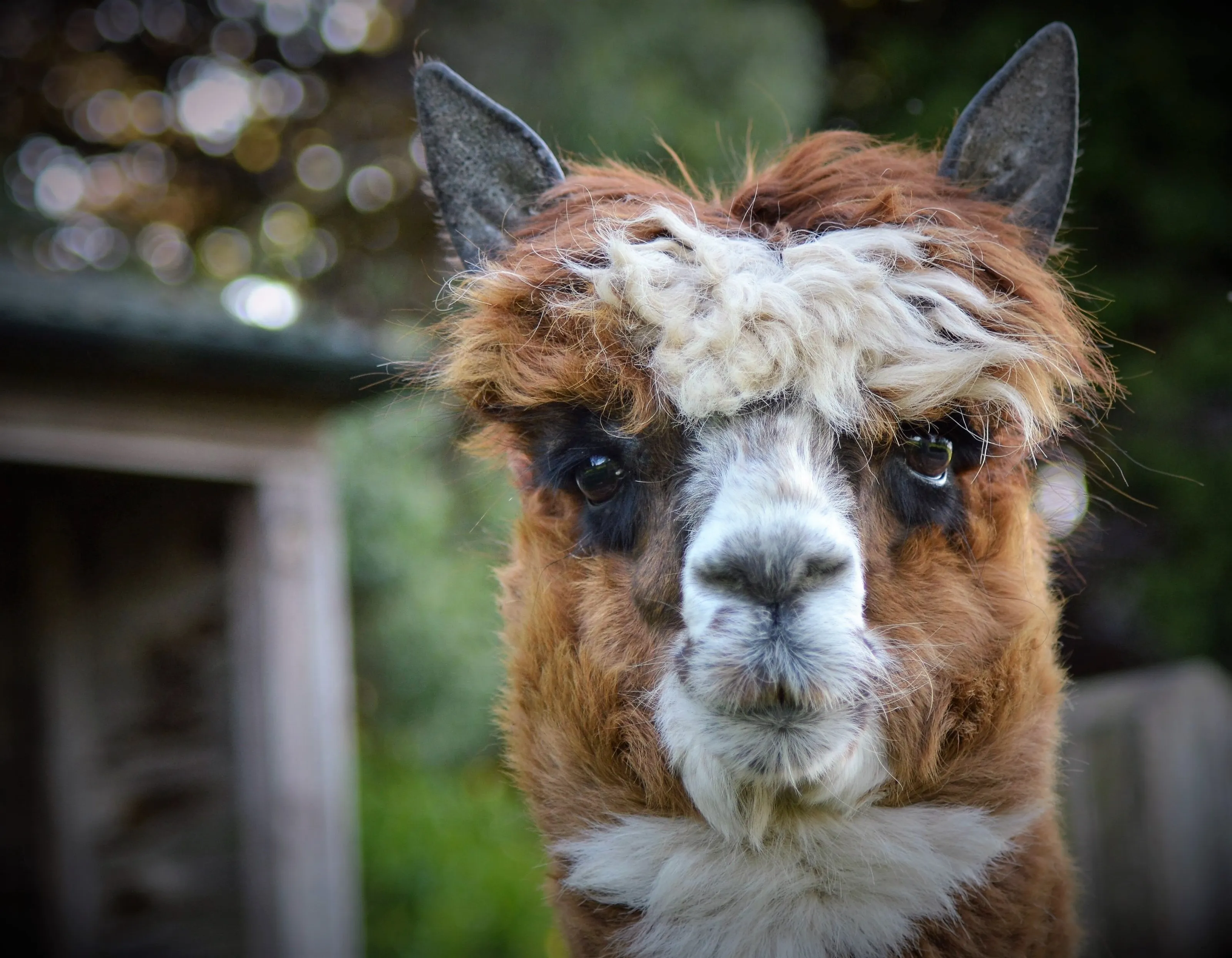 Alpaca