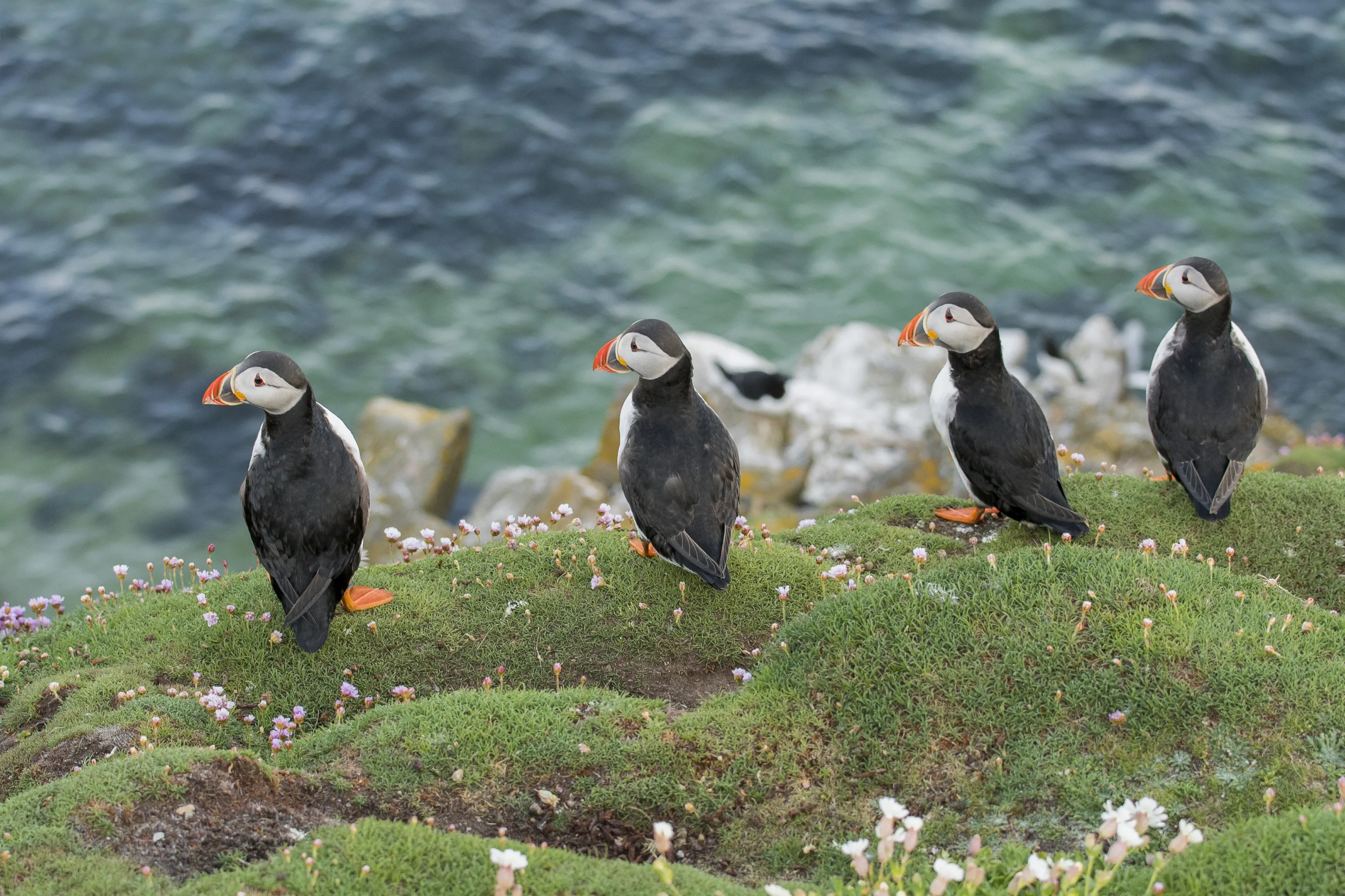 Puffin Patrol